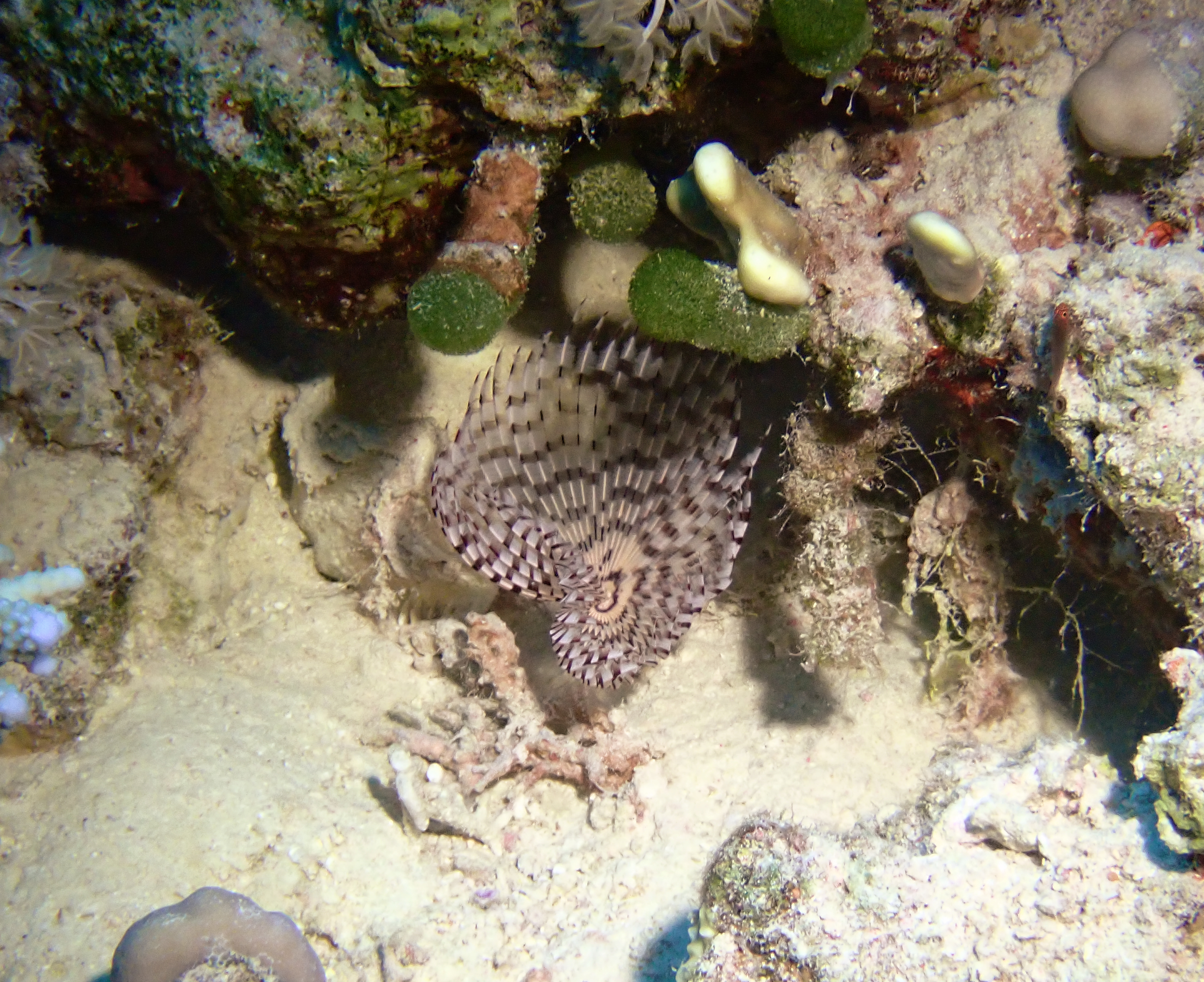 https://res.cloudinary.com/dt3d6t2ay/image/upload/v1670158030/obsidian/Egypte%20Nov%202022/Annelids/Sabelle_wbf47i.jpg