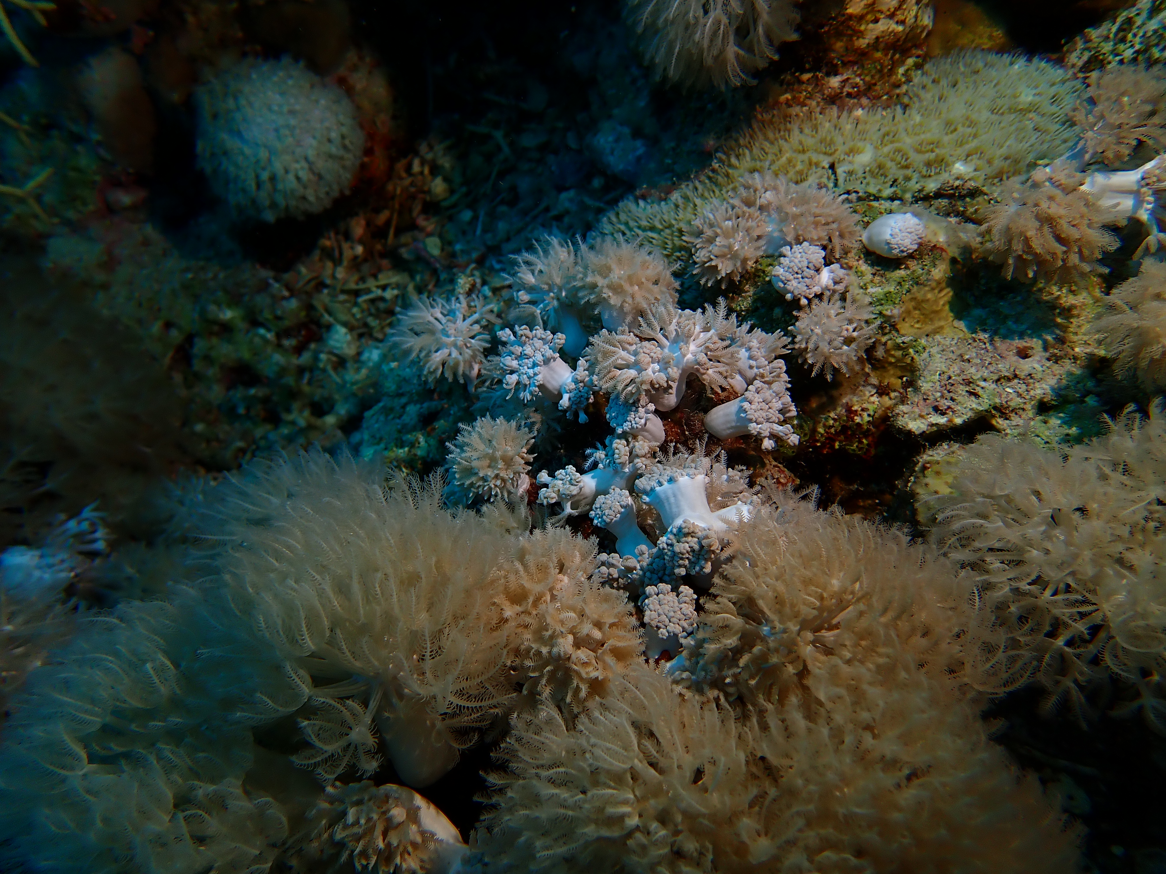 https://res.cloudinary.com/dt3d6t2ay/image/upload/v1670158046/obsidian/Egypte%20Nov%202022/Cnidaria/corail_marguerite_dqwcco.jpg