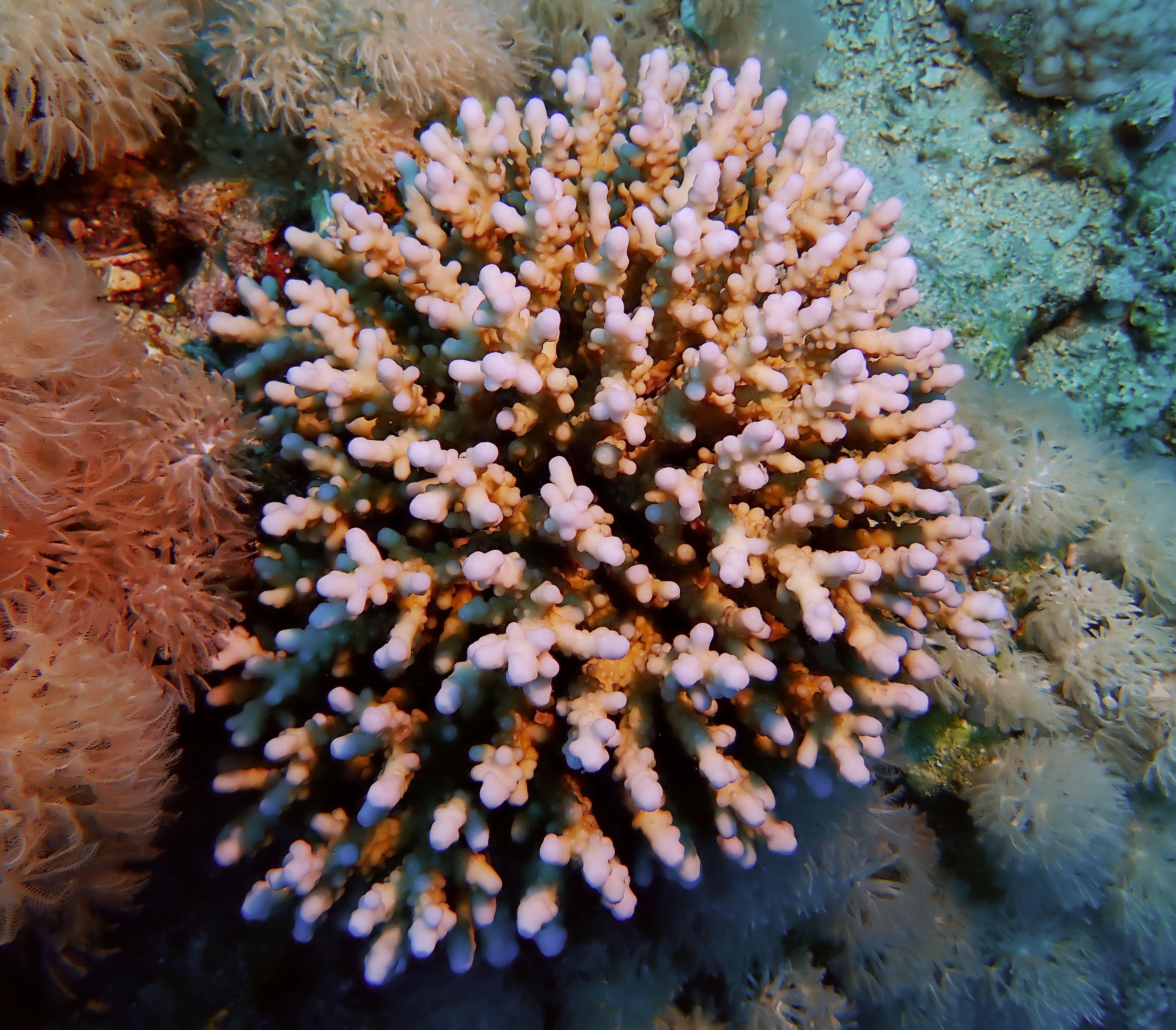https://res.cloudinary.com/dt3d6t2ay/image/upload/v1670158050/obsidian/Egypte%20Nov%202022/Cnidaria/Acropore_digitiform_wav5ye.jpg