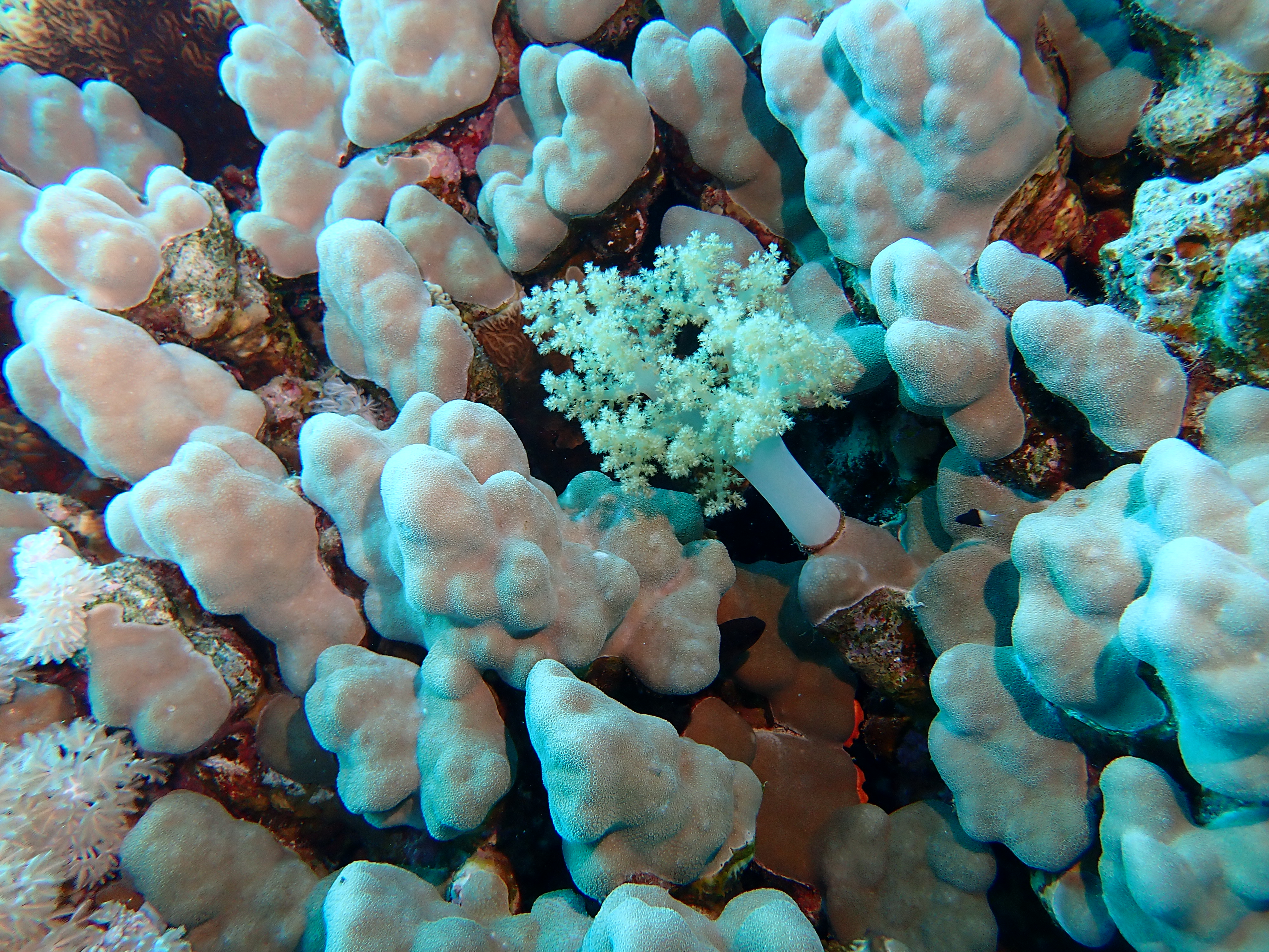 https://res.cloudinary.com/dt3d6t2ay/image/upload/v1670158051/obsidian/Egypte%20Nov%202022/Cnidaria/corail_poreux_montagneux_bnr8xp.jpg