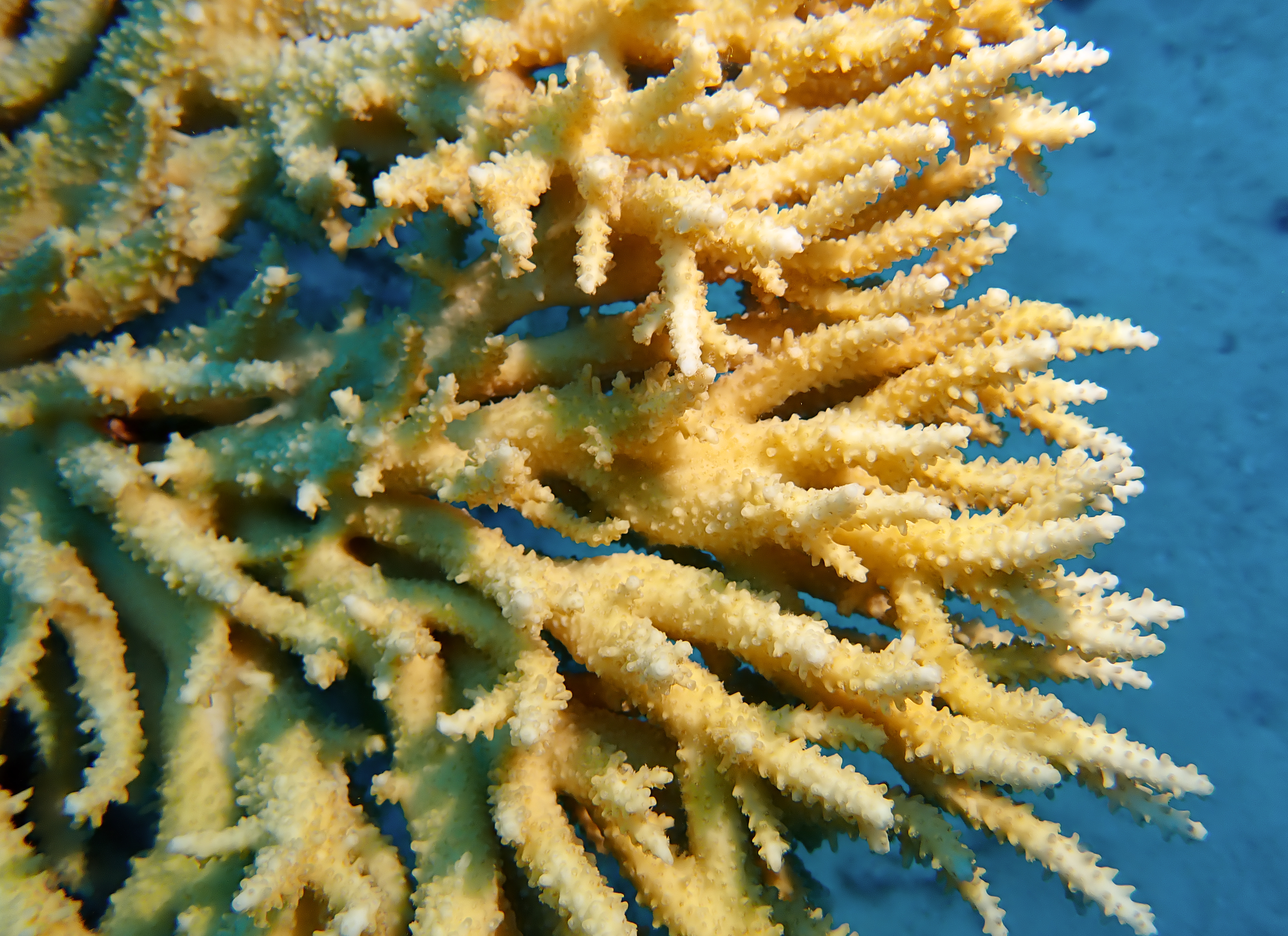 https://res.cloudinary.com/dt3d6t2ay/image/upload/v1670158059/obsidian/Egypte%20Nov%202022/Cnidaria/corail_tubulaire_ge%CC%81ant_bkowbo.jpg