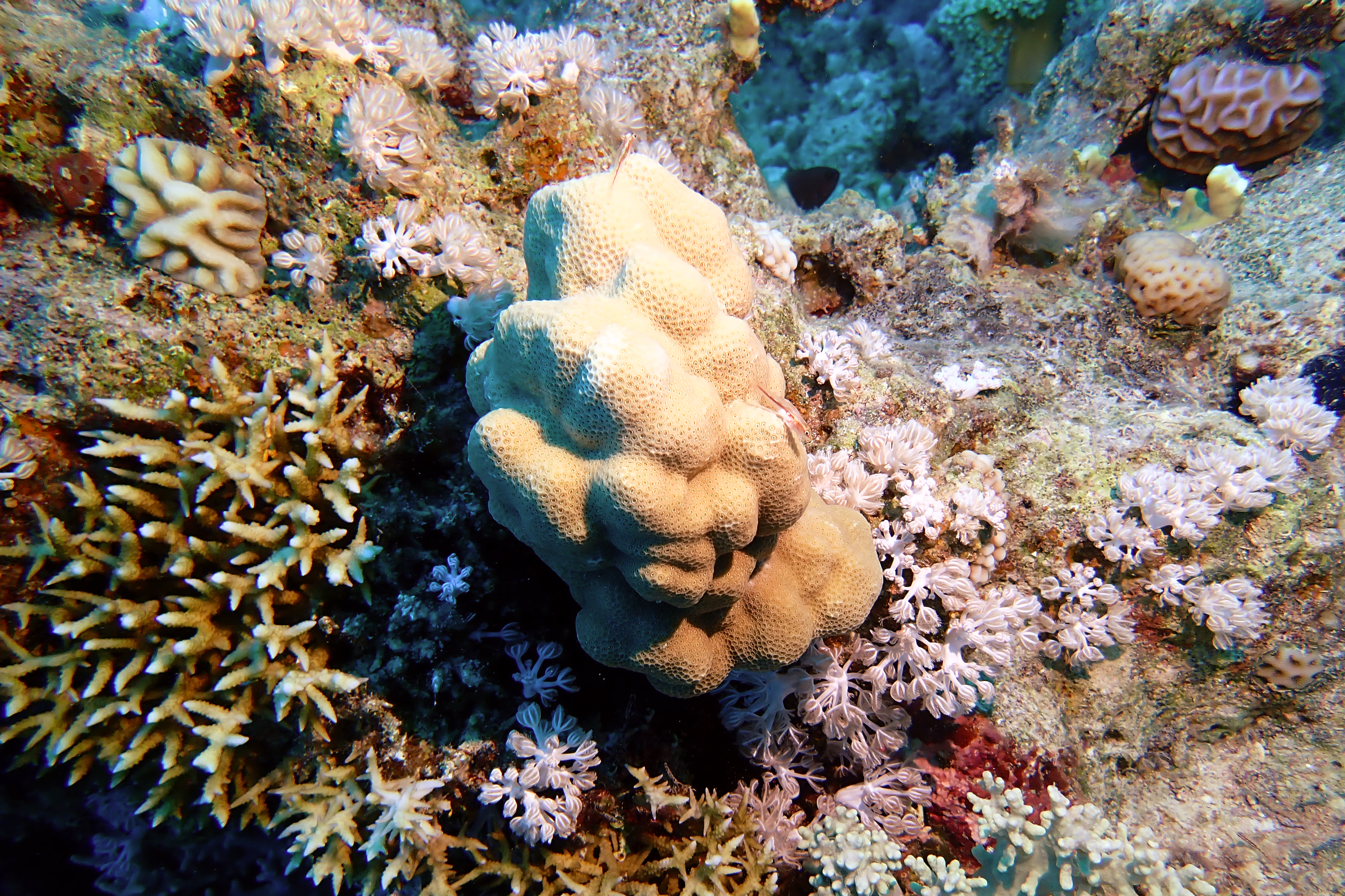 https://res.cloudinary.com/dt3d6t2ay/image/upload/v1670158082/obsidian/Egypte%20Nov%202022/Cnidaria/Porites_jeune_s2or6z.jpg