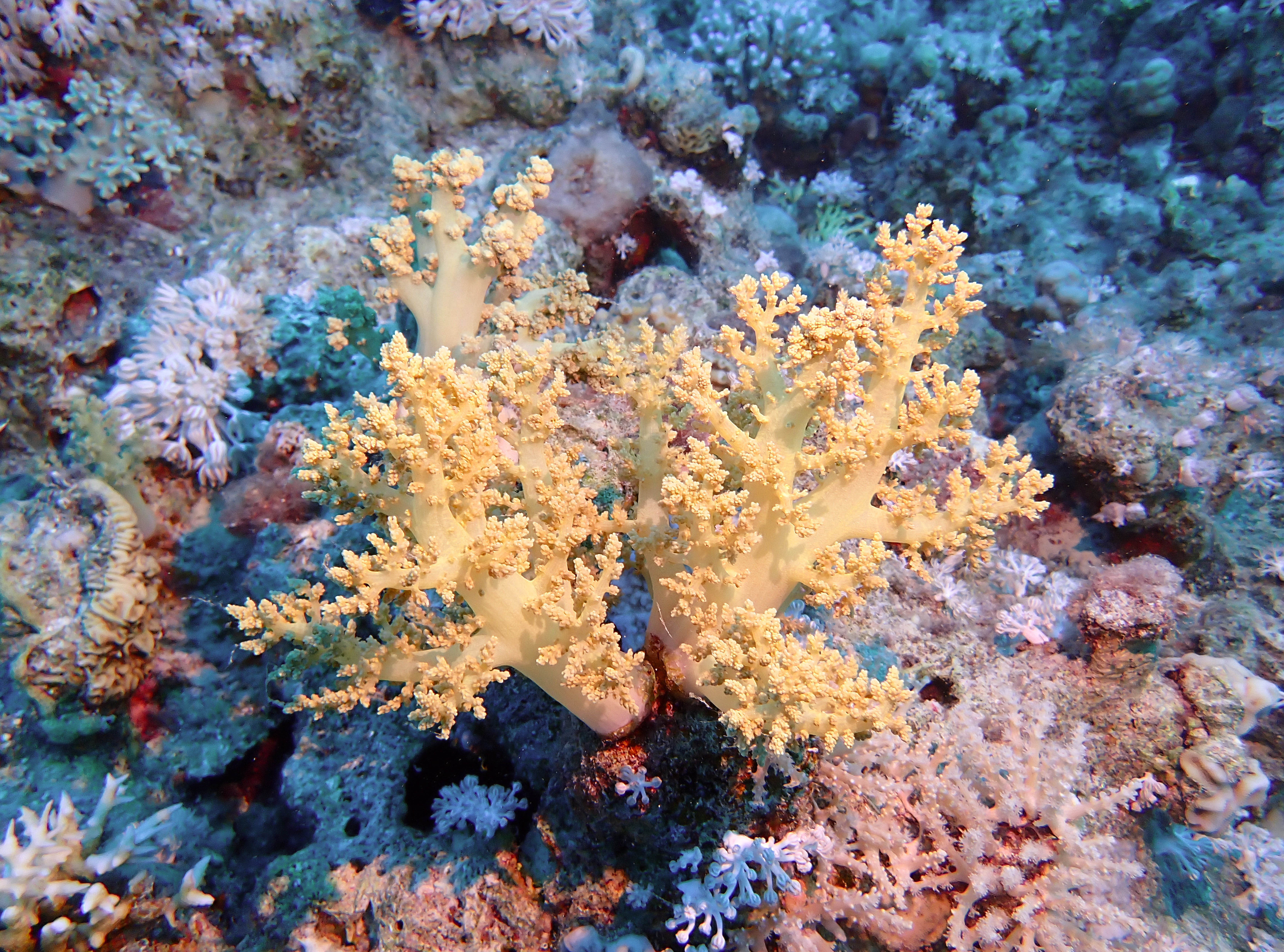 https://res.cloudinary.com/dt3d6t2ay/image/upload/v1670158090/obsidian/Egypte%20Nov%202022/Cnidaria/Alcyonaire_arborescent_2_kjytlm.jpg
