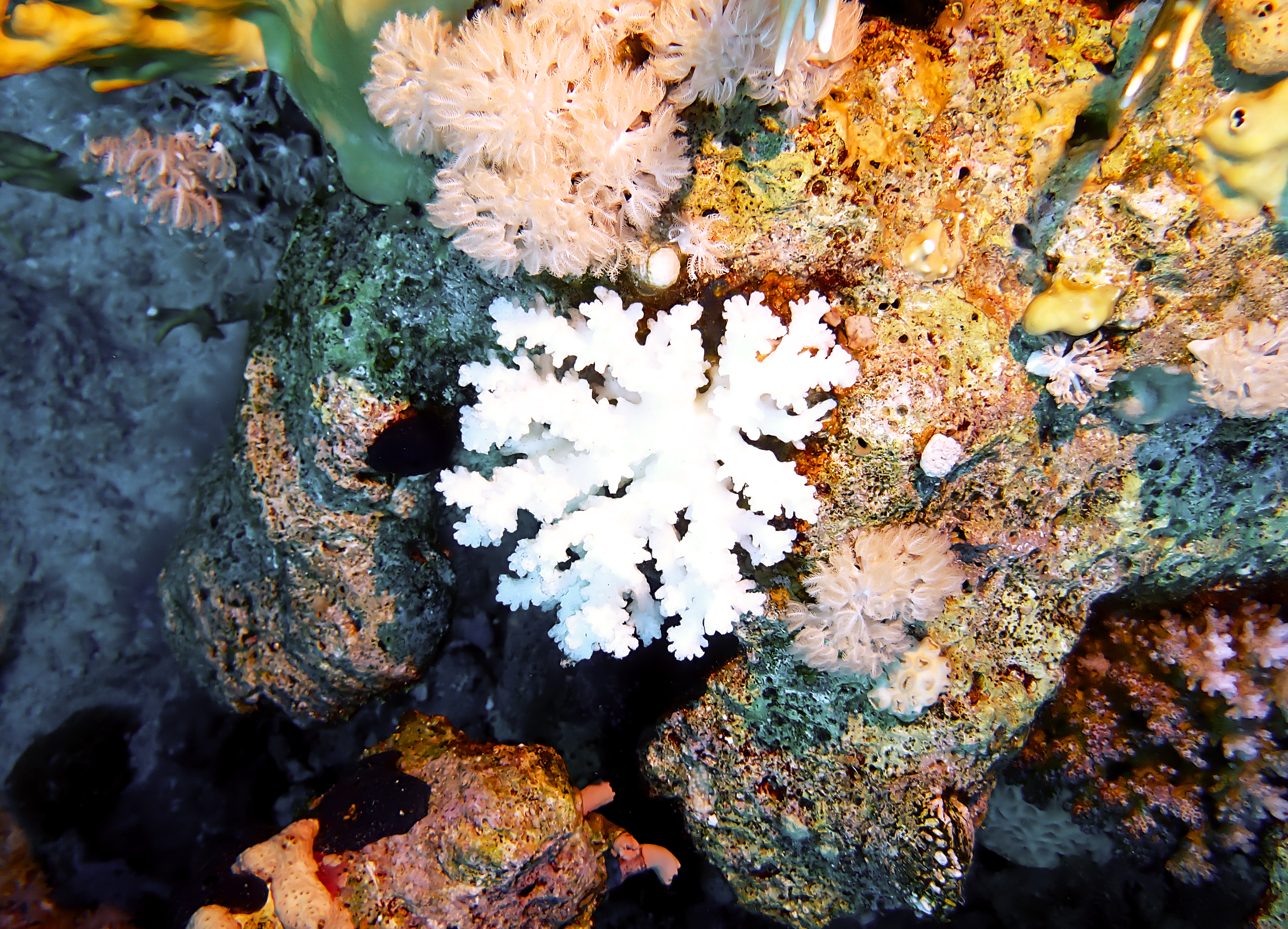 https://res.cloudinary.com/dt3d6t2ay/image/upload/v1670158098/obsidian/Egypte%20Nov%202022/Cnidaria/acropore_digitiform_blanc_ucsyjv.jpg