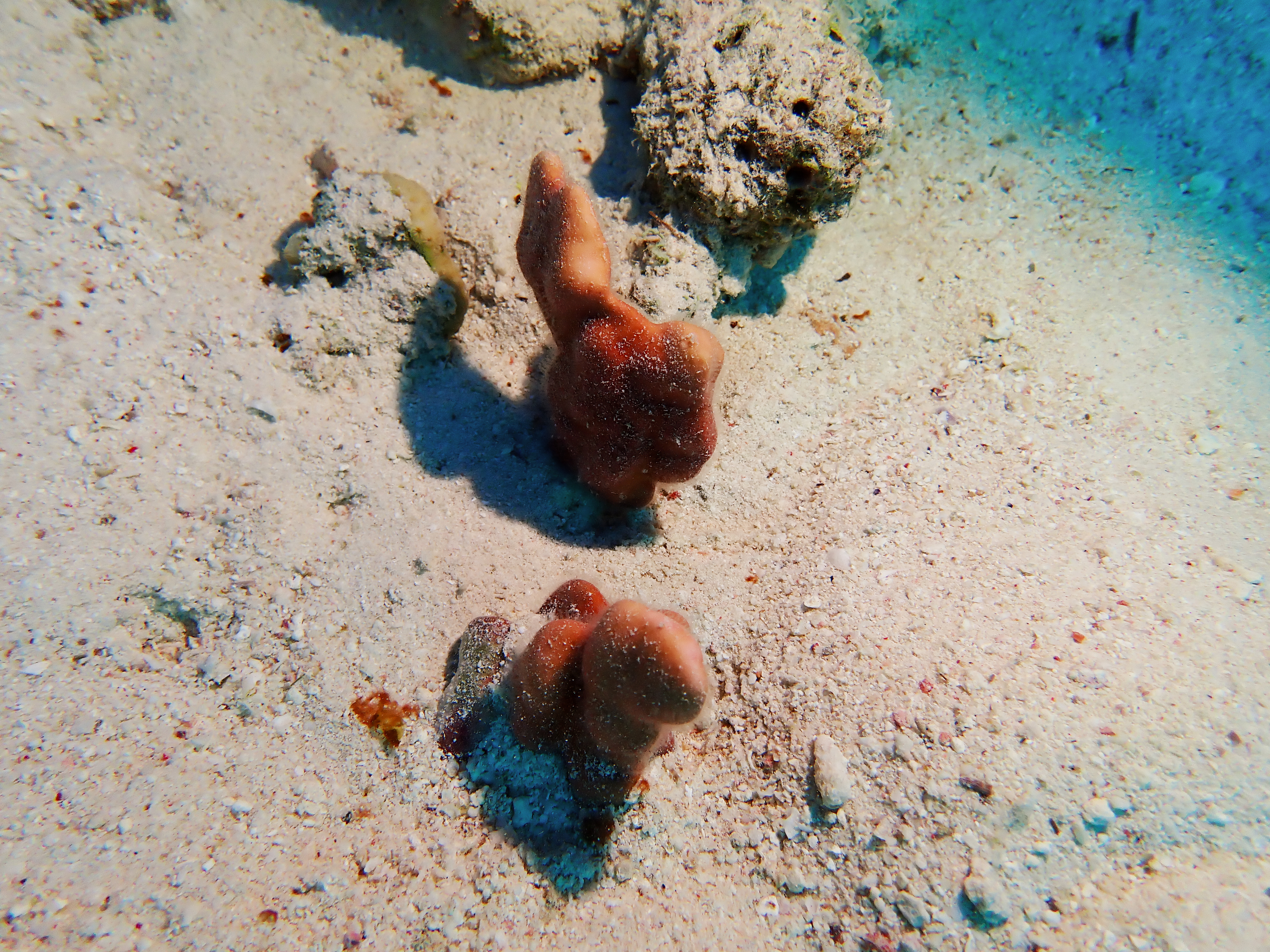 https://res.cloudinary.com/dt3d6t2ay/image/upload/v1670158099/obsidian/Egypte%20Nov%202022/Cnidaria/9_usjupy.jpg