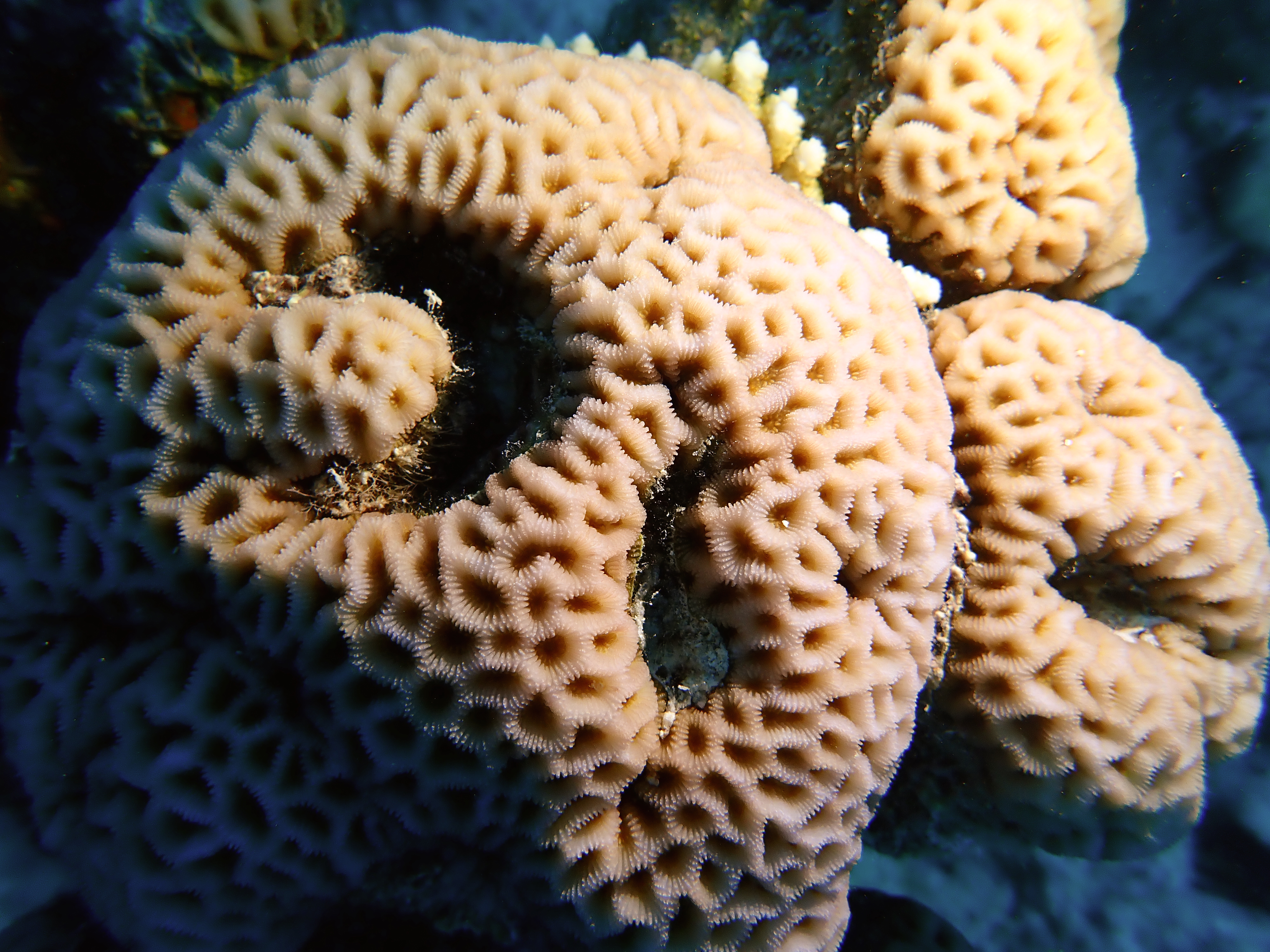 https://res.cloudinary.com/dt3d6t2ay/image/upload/v1670158105/obsidian/Egypte%20Nov%202022/Cnidaria/Madre%CC%81pore_lacune_tb0f8u.jpg