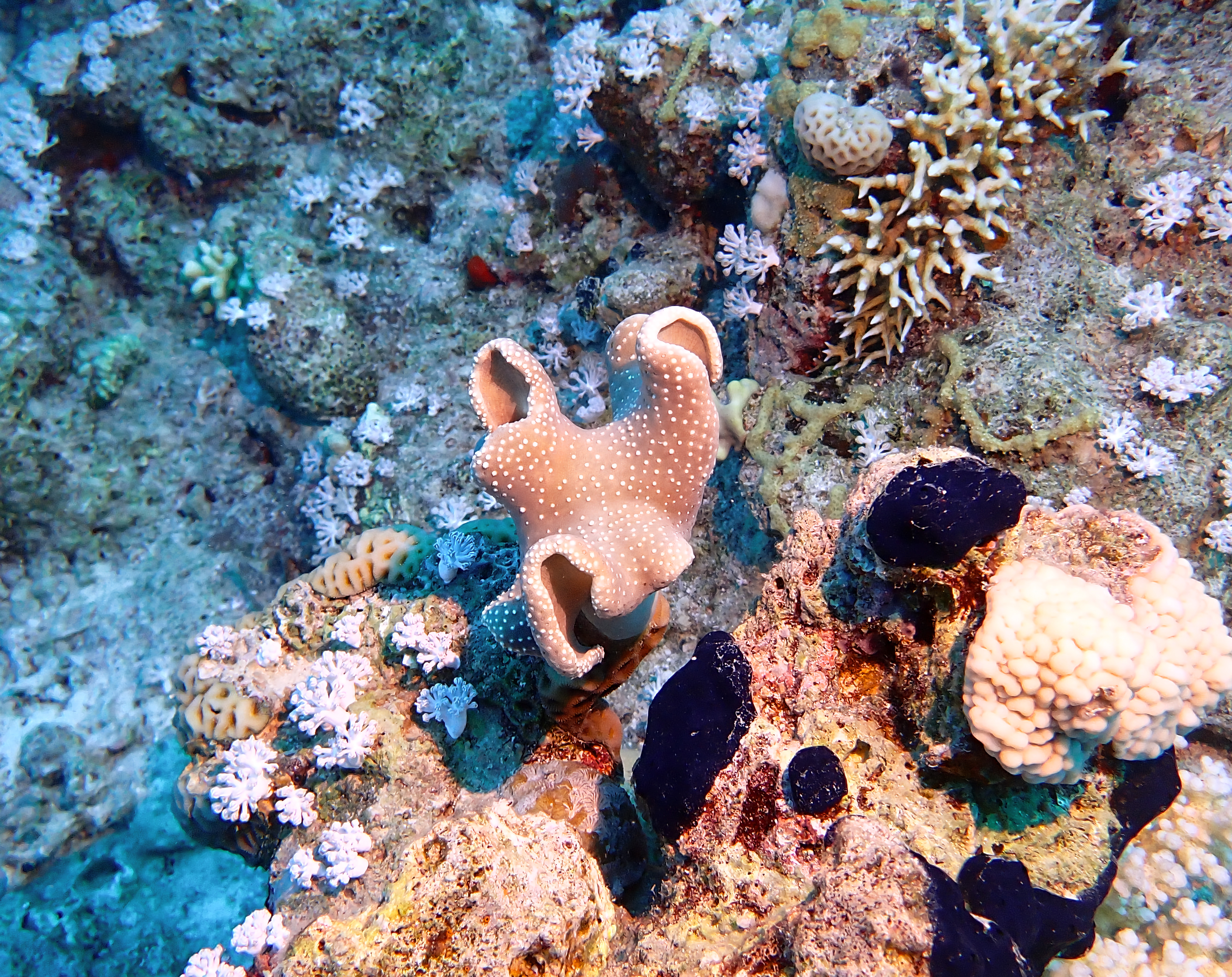 https://res.cloudinary.com/dt3d6t2ay/image/upload/v1670158119/obsidian/Egypte%20Nov%202022/Cnidaria/Alcyonaire_champignon_re%CC%81tracte%CC%81_onwgre.jpg