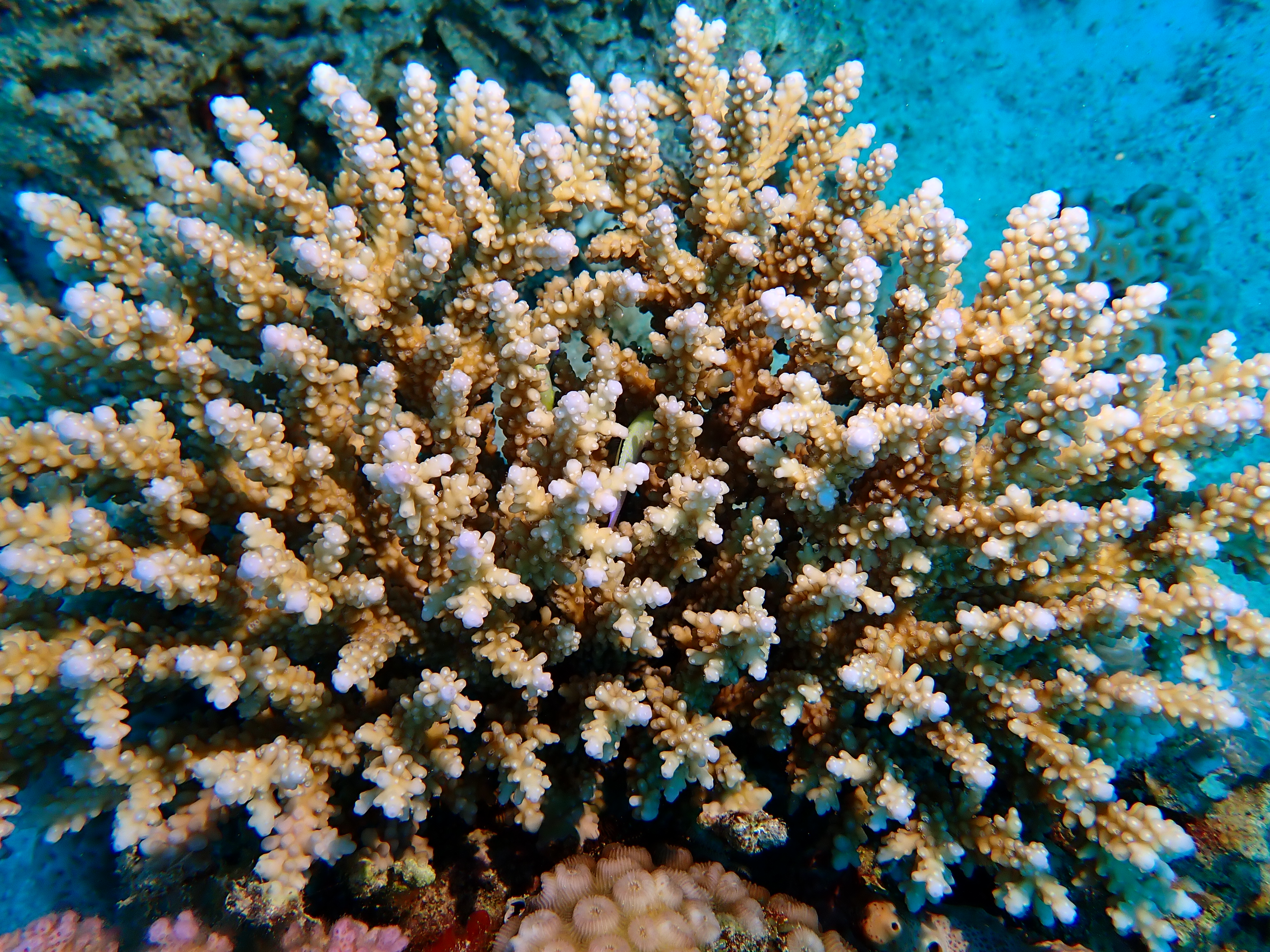 https://res.cloudinary.com/dt3d6t2ay/image/upload/v1670158122/obsidian/Egypte%20Nov%202022/Cnidaria/Acropore_digitiform_2_ql0sop.jpg