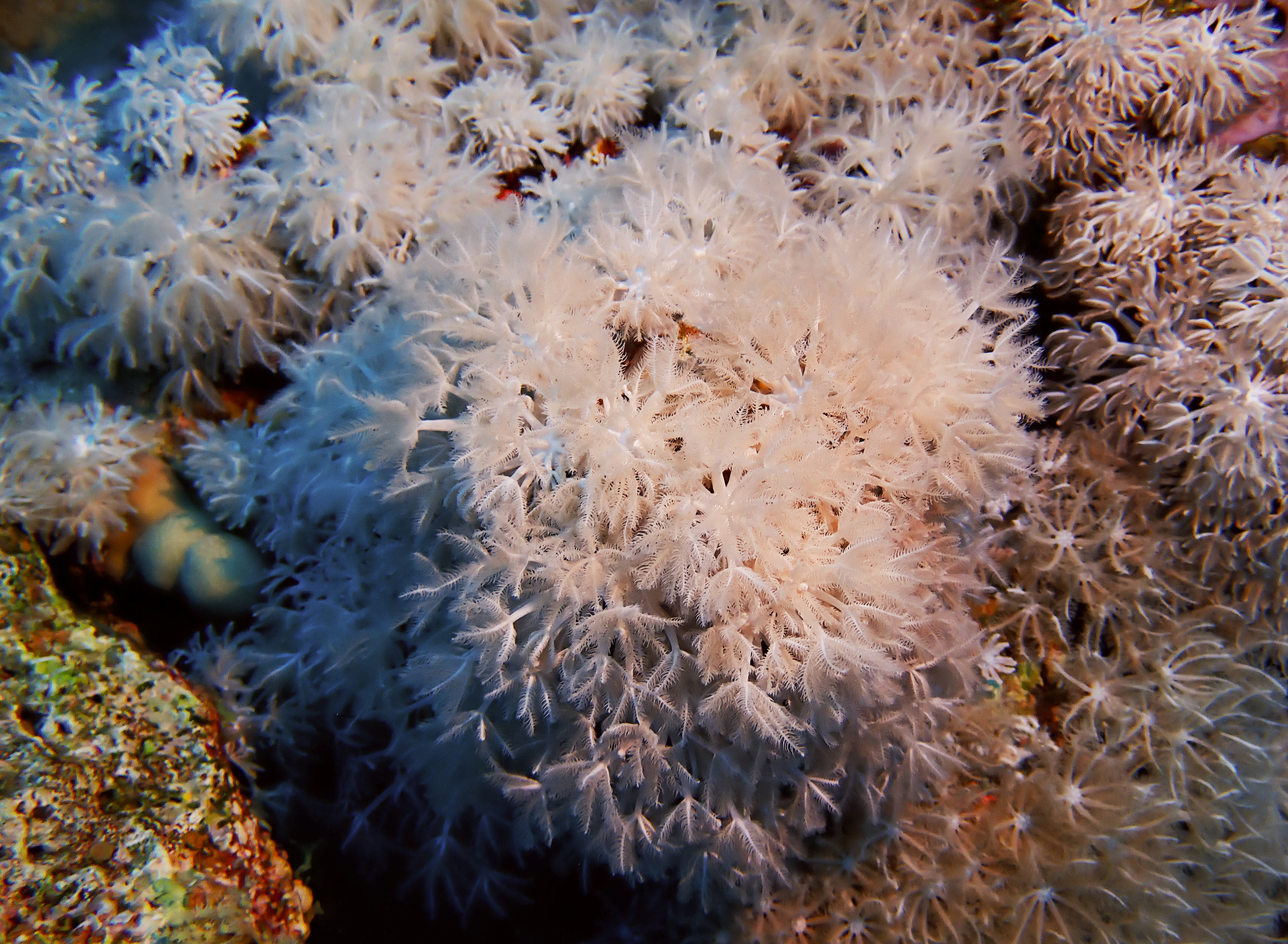 https://res.cloudinary.com/dt3d6t2ay/image/upload/v1670158129/obsidian/Egypte%20Nov%202022/Cnidaria/corail_marguerite_2_hdk2yi.jpg