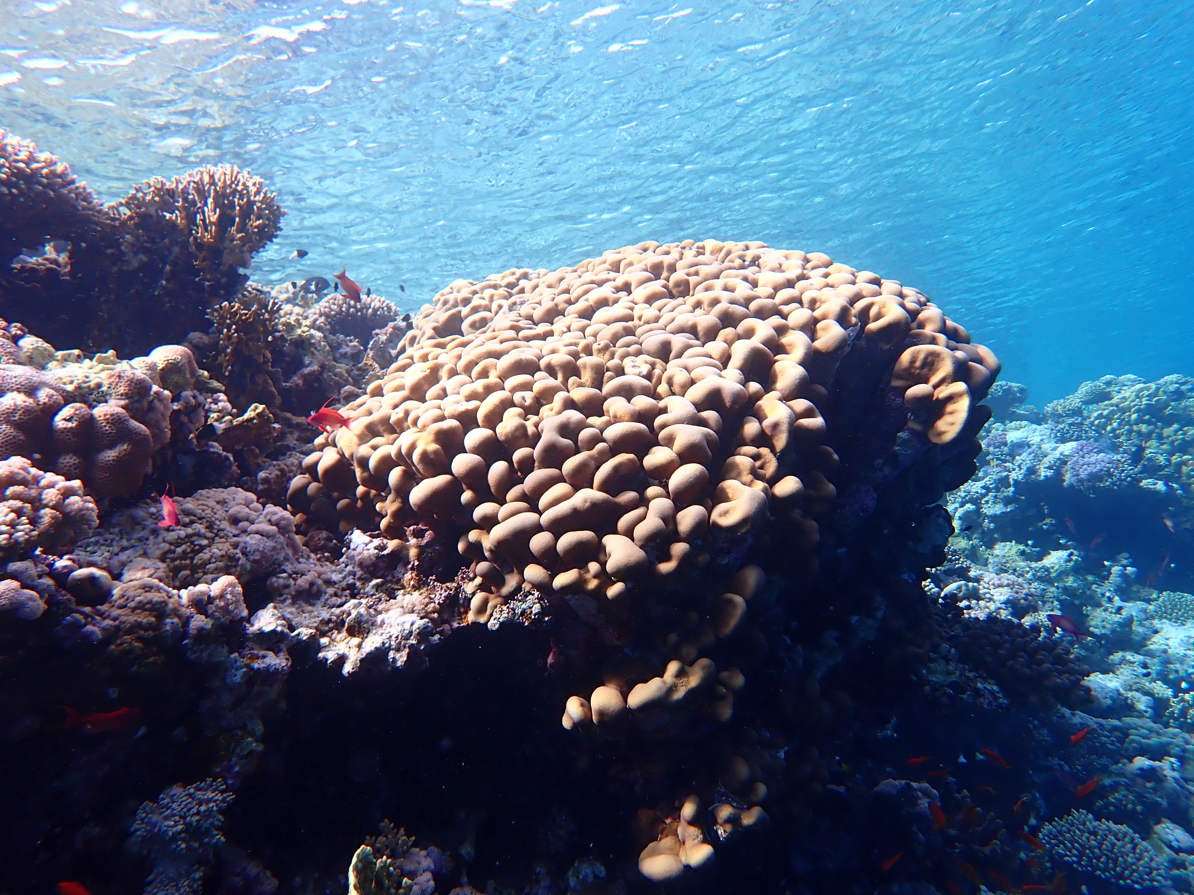 https://res.cloudinary.com/dt3d6t2ay/image/upload/v1670158144/obsidian/Egypte%20Nov%202022/Cnidaria/Fabian%20%C3%A9toile.jpg