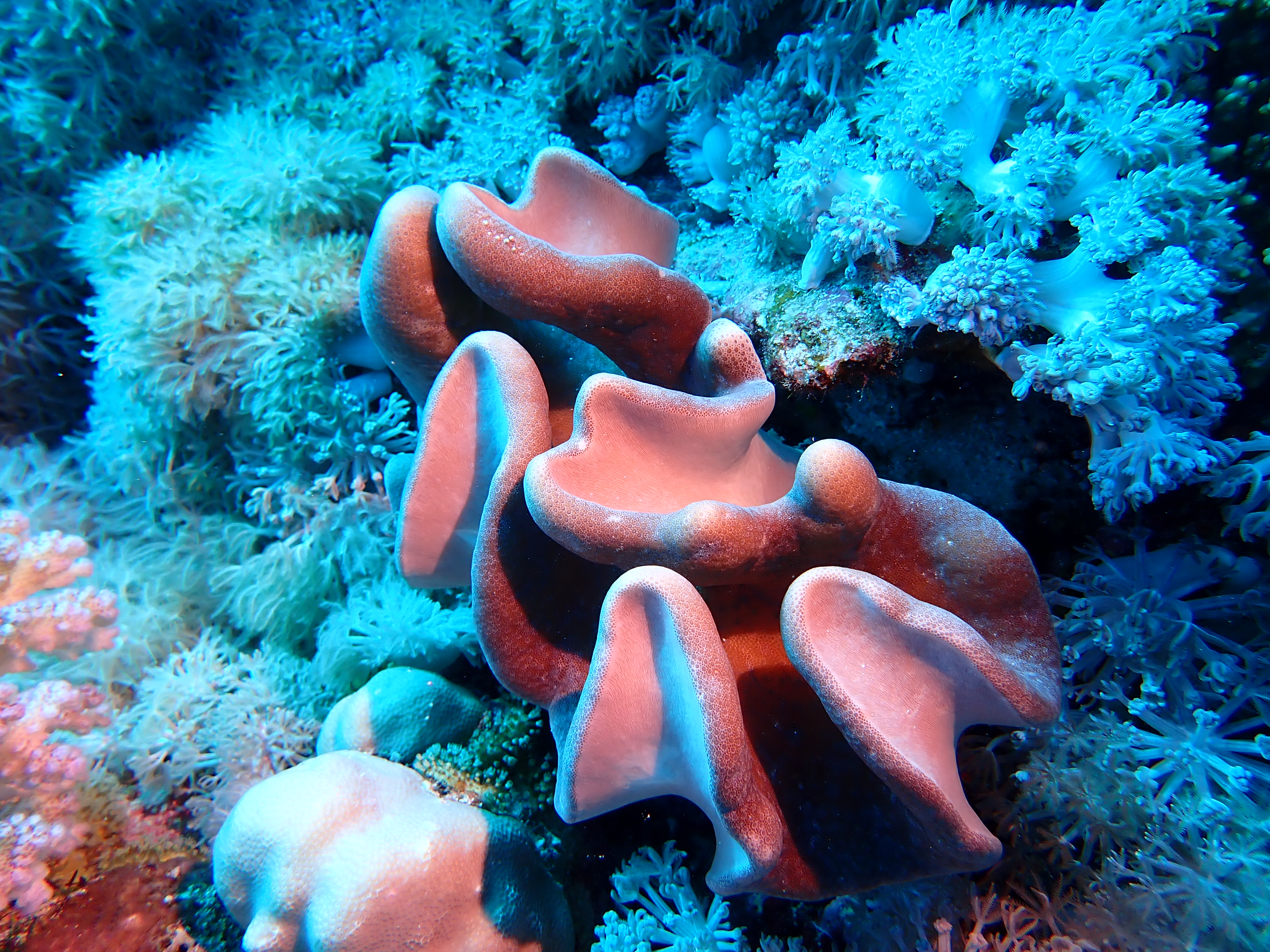 https://res.cloudinary.com/dt3d6t2ay/image/upload/v1670158155/obsidian/Egypte%20Nov%202022/Cnidaria/corail_cuir_i3sguj.jpg