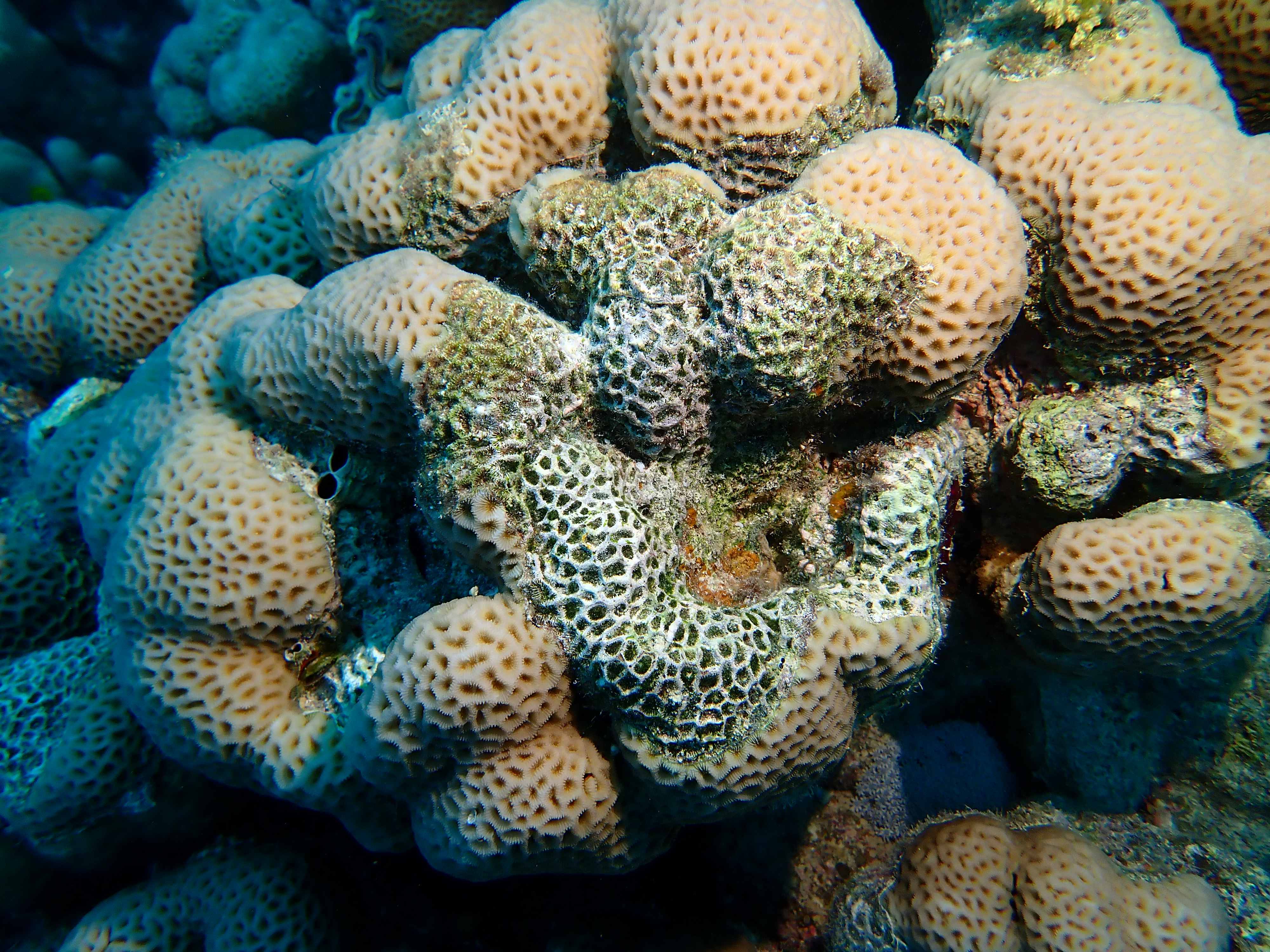 https://res.cloudinary.com/dt3d6t2ay/image/upload/v1670158162/obsidian/Egypte%20Nov%202022/Cnidaria/Madre%CC%81pore_lacune_3_gnpg5m.jpg