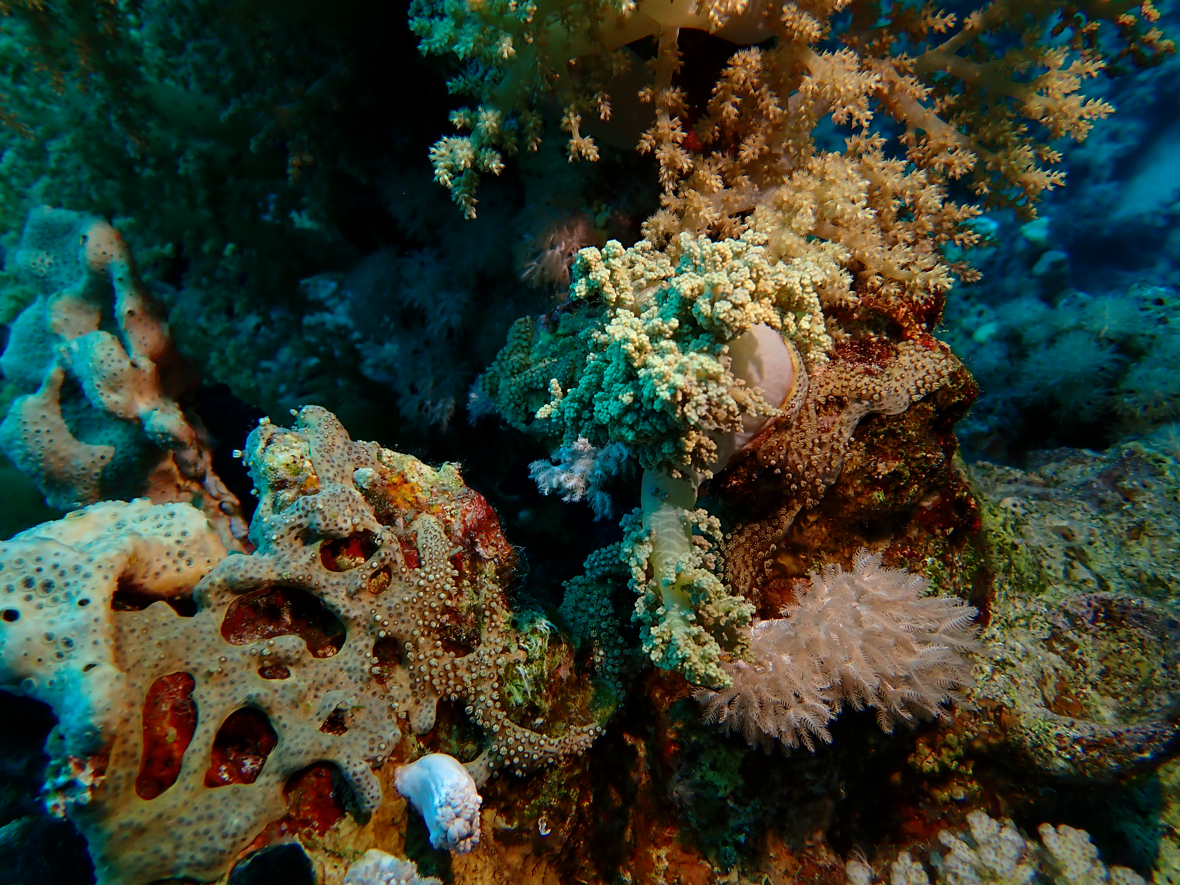 https://res.cloudinary.com/dt3d6t2ay/image/upload/v1670158167/obsidian/Egypte%20Nov%202022/Cnidaria/Alcyonaire_arborescent_cbcmad.jpg