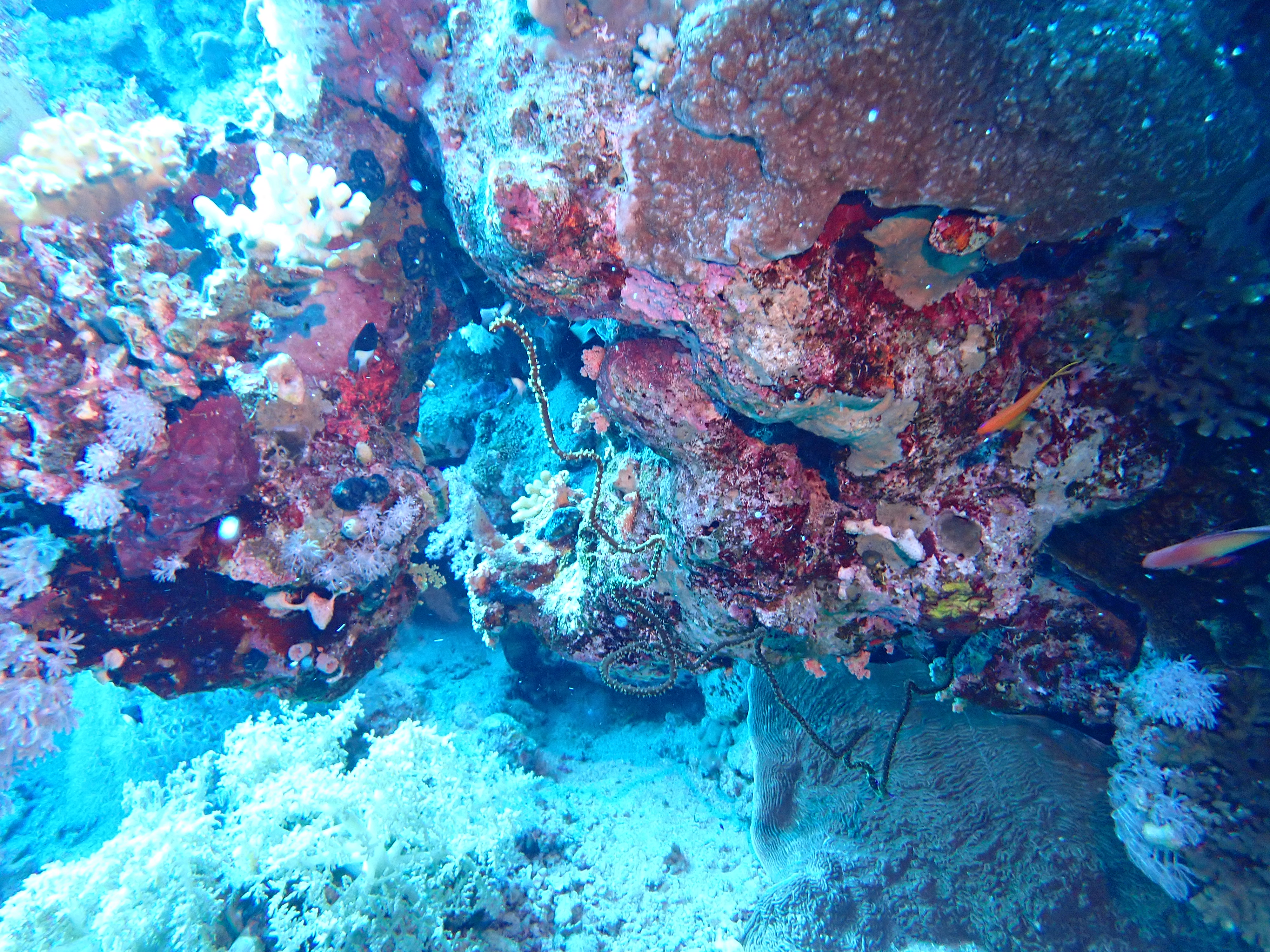 https://res.cloudinary.com/dt3d6t2ay/image/upload/v1670158170/obsidian/Egypte%20Nov%202022/Cnidaria/Corail_barbele%CC%81_omvxf2.jpg
