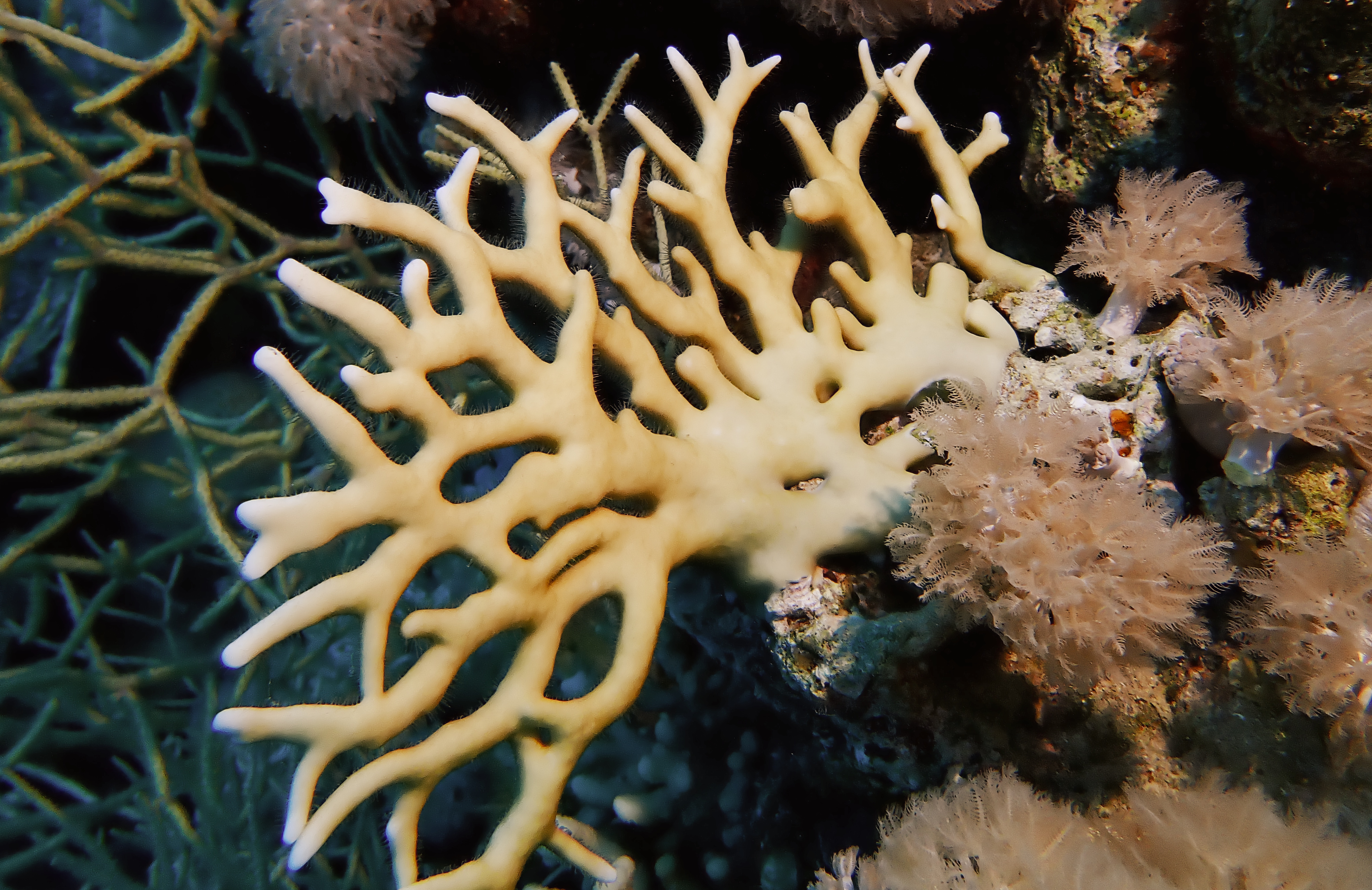 https://res.cloudinary.com/dt3d6t2ay/image/upload/v1670158173/obsidian/Egypte%20Nov%202022/Cnidaria/Corail_cuir_digite%CC%81_plckxc.jpg