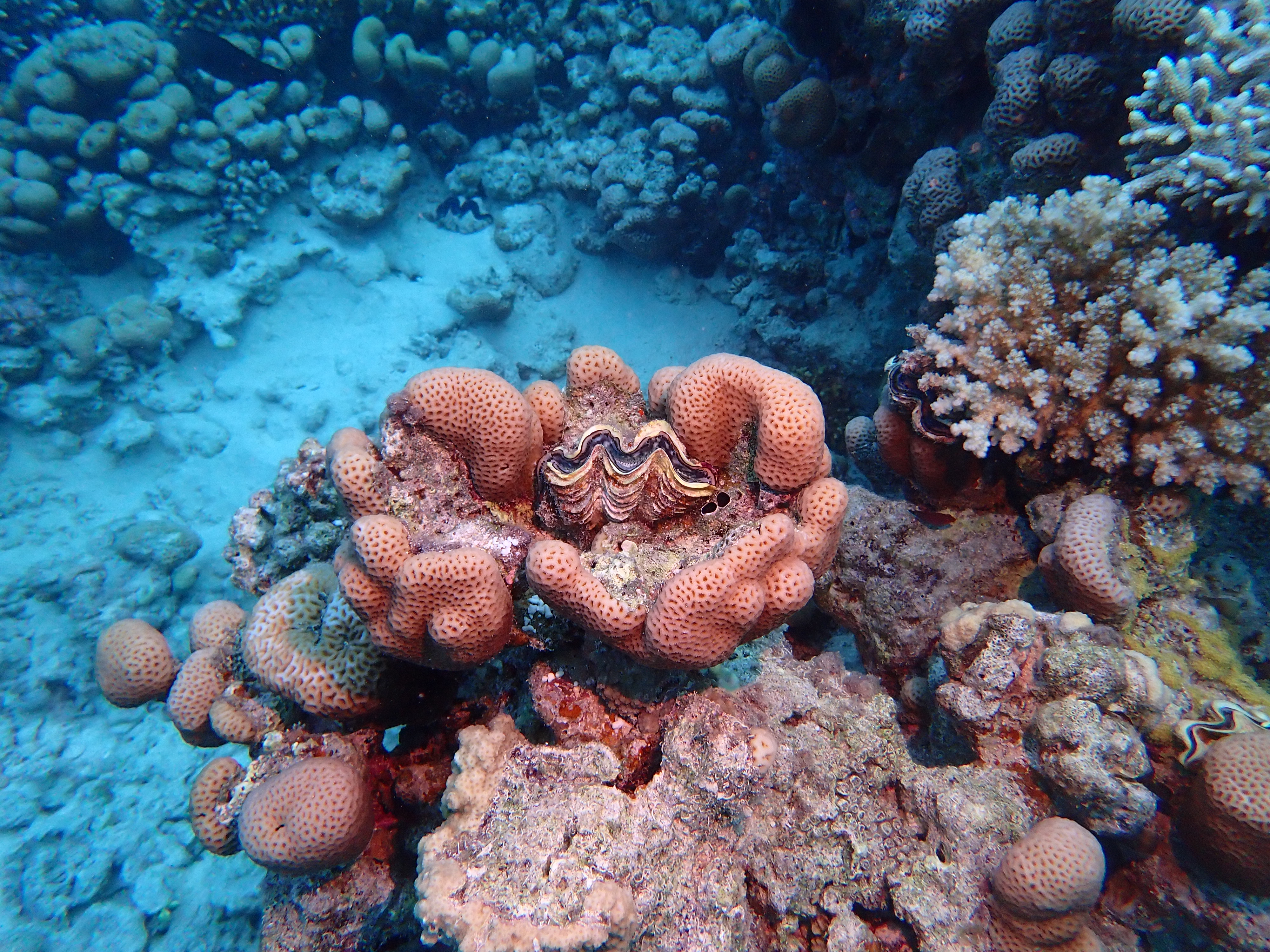 https://res.cloudinary.com/dt3d6t2ay/image/upload/v1670158174/obsidian/Egypte%20Nov%202022/Cnidaria/Madre%CC%81pore_lacune_2_p6ik32.jpg