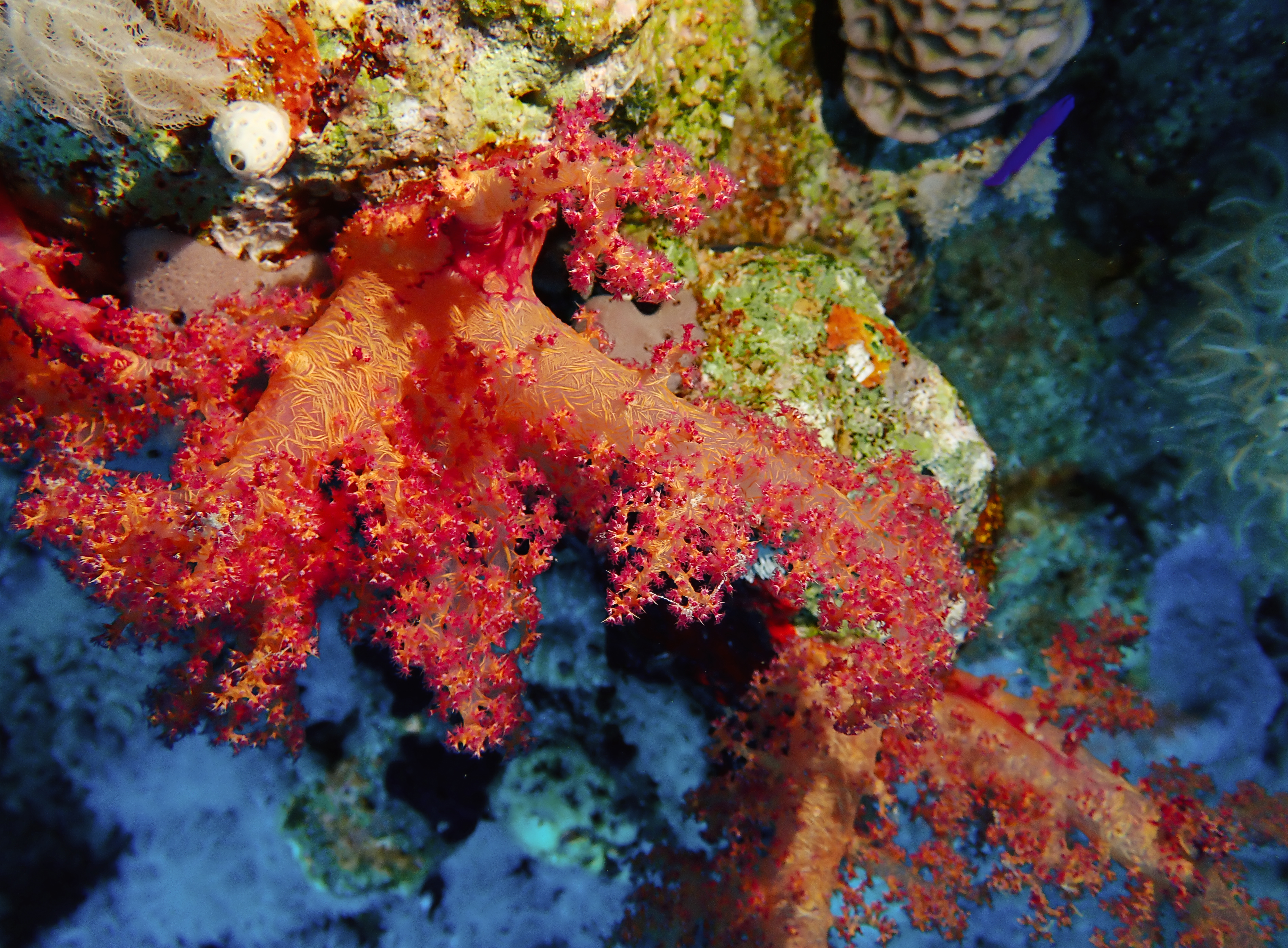 https://res.cloudinary.com/dt3d6t2ay/image/upload/v1670158194/obsidian/Egypte%20Nov%202022/Cnidaria/Corail_mou_2_dmwuwc.jpg