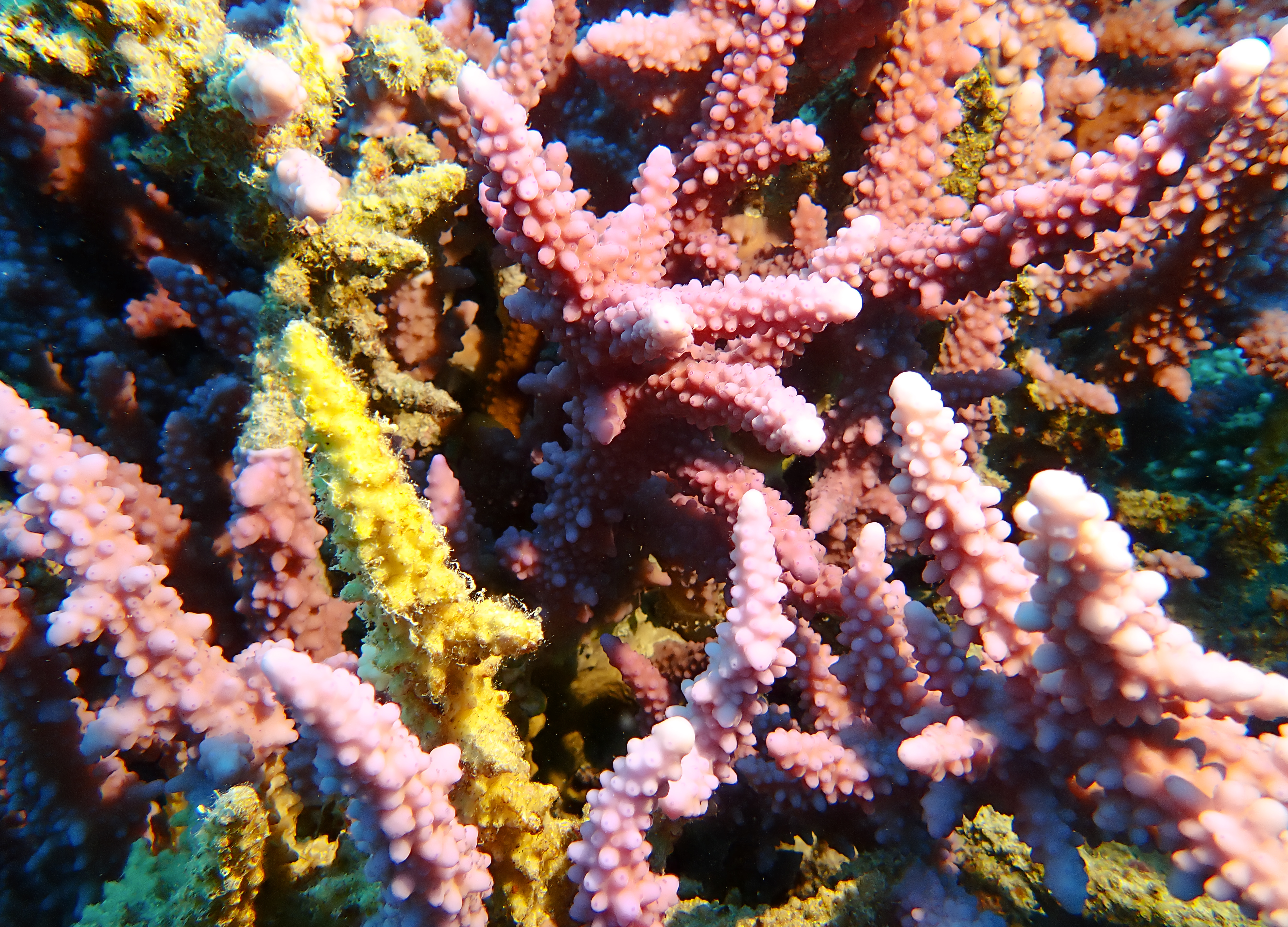 https://res.cloudinary.com/dt3d6t2ay/image/upload/v1670158195/obsidian/Egypte%20Nov%202022/Cnidaria/acropore_digitiform_rose_rvgnjr.jpg
