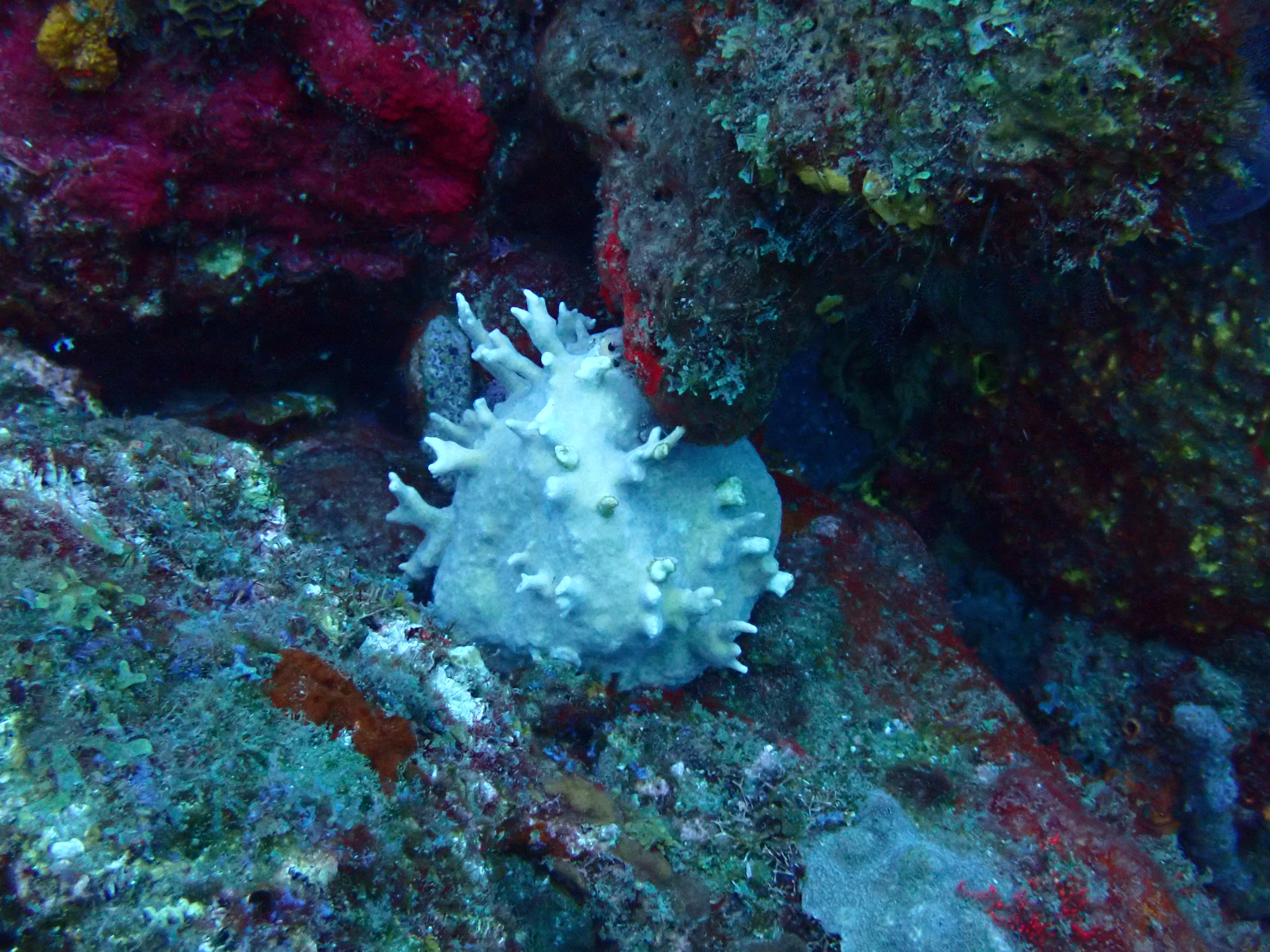 https://res.cloudinary.com/dt3d6t2ay/image/upload/v1681652000/obsidian/Martinique%20Fev%202023/Porifera/E%CC%81ponge_blanche_o5x72d.jpg
