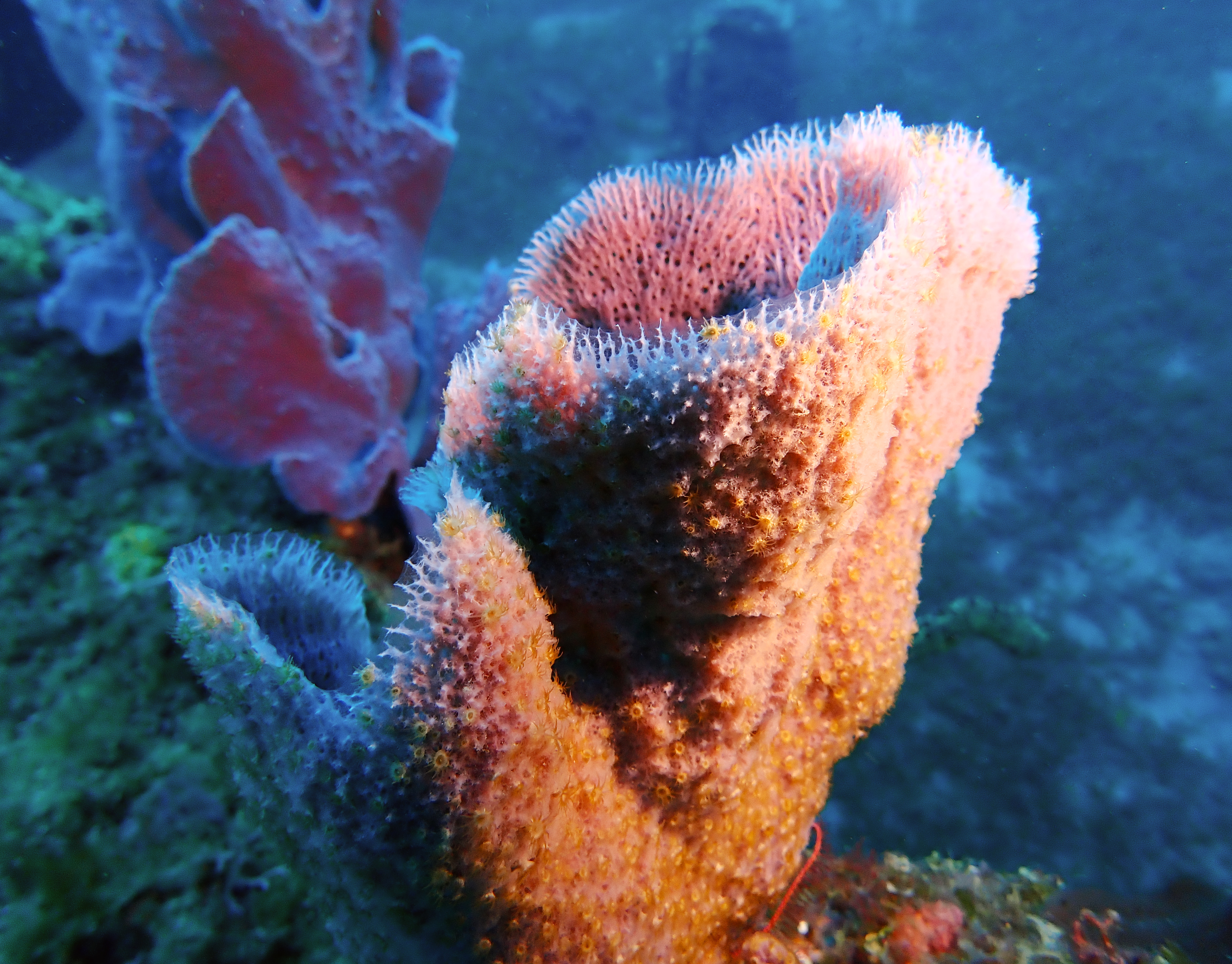 https://res.cloudinary.com/dt3d6t2ay/image/upload/v1681652003/obsidian/Martinique%20Fev%202023/Porifera/P2250169_zwvour.jpg