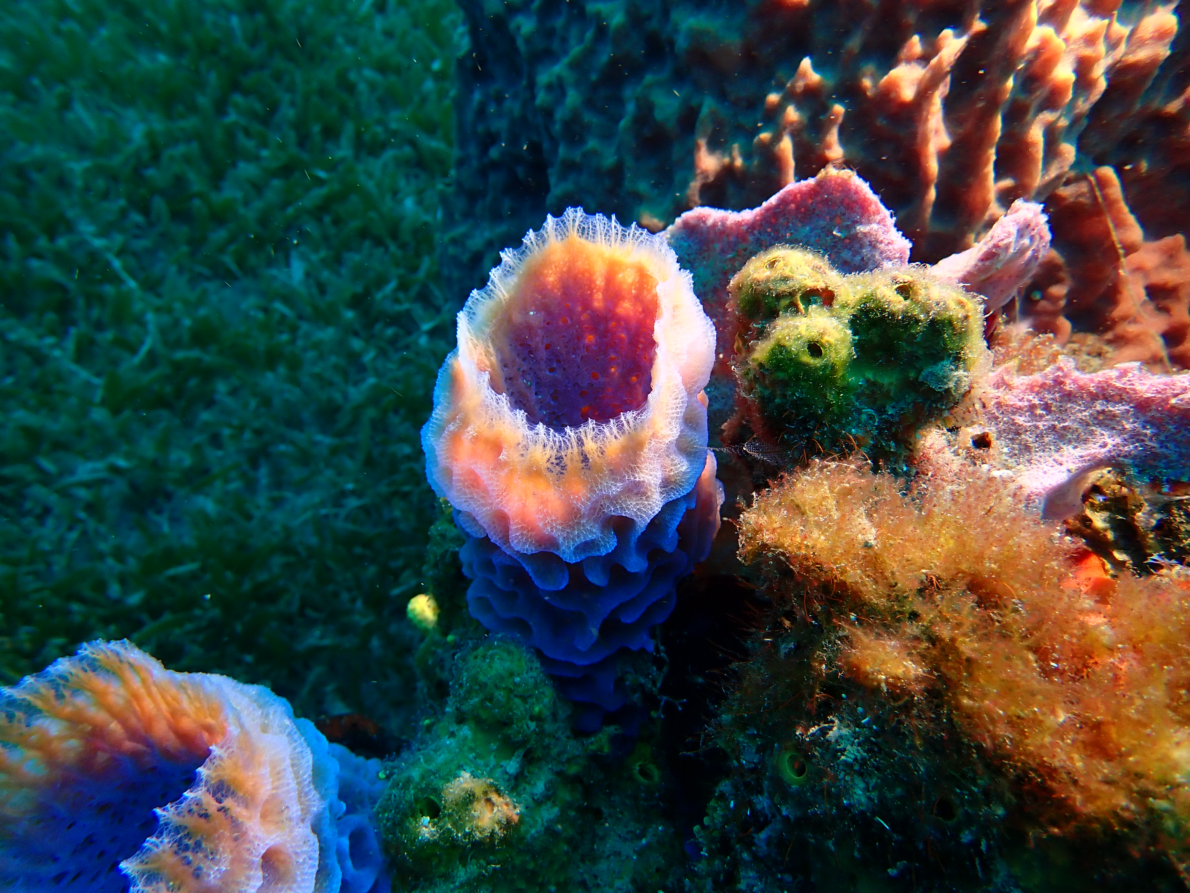 https://res.cloudinary.com/dt3d6t2ay/image/upload/v1681652004/obsidian/Martinique%20Fev%202023/Porifera/P2250146_xbb82q.jpg
