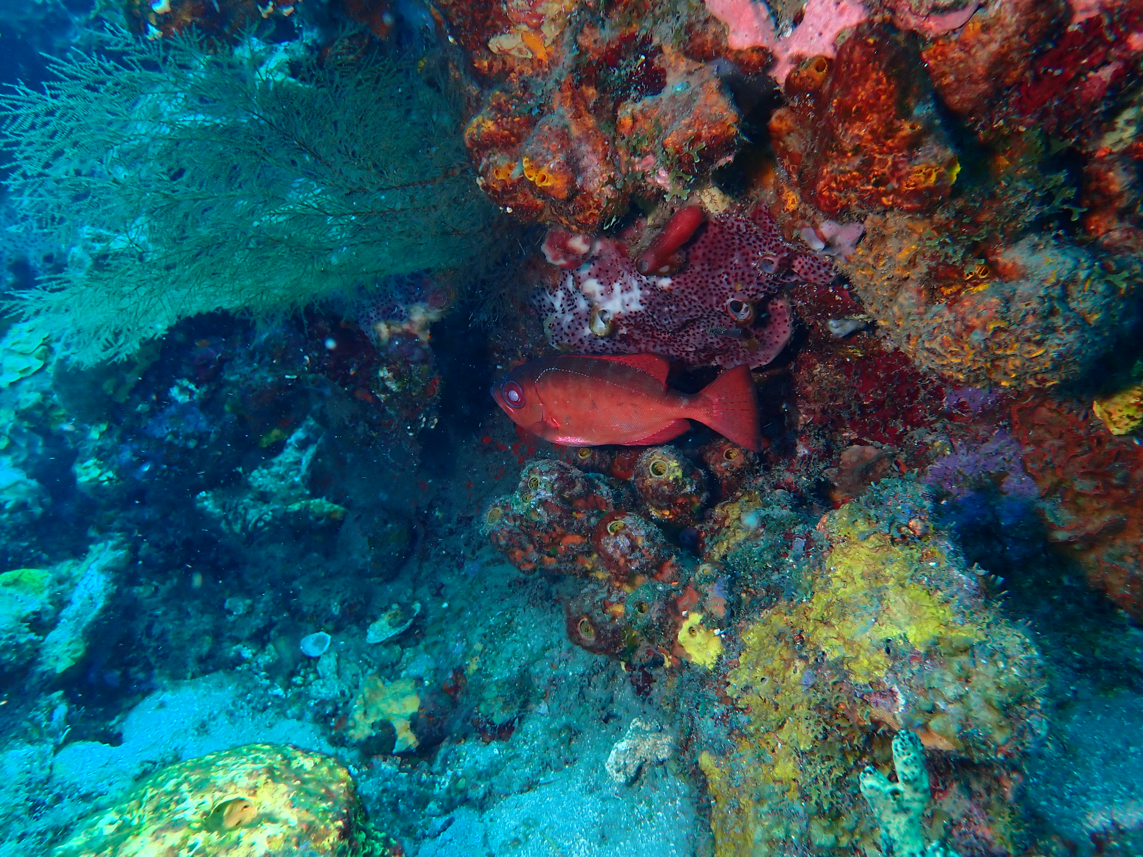 https://res.cloudinary.com/dt3d6t2ay/image/upload/v1681652005/obsidian/Martinique%20Fev%202023/Holocentridae%20%28squirrels%29/Vertebre%CC%81_aasf3x.jpg
