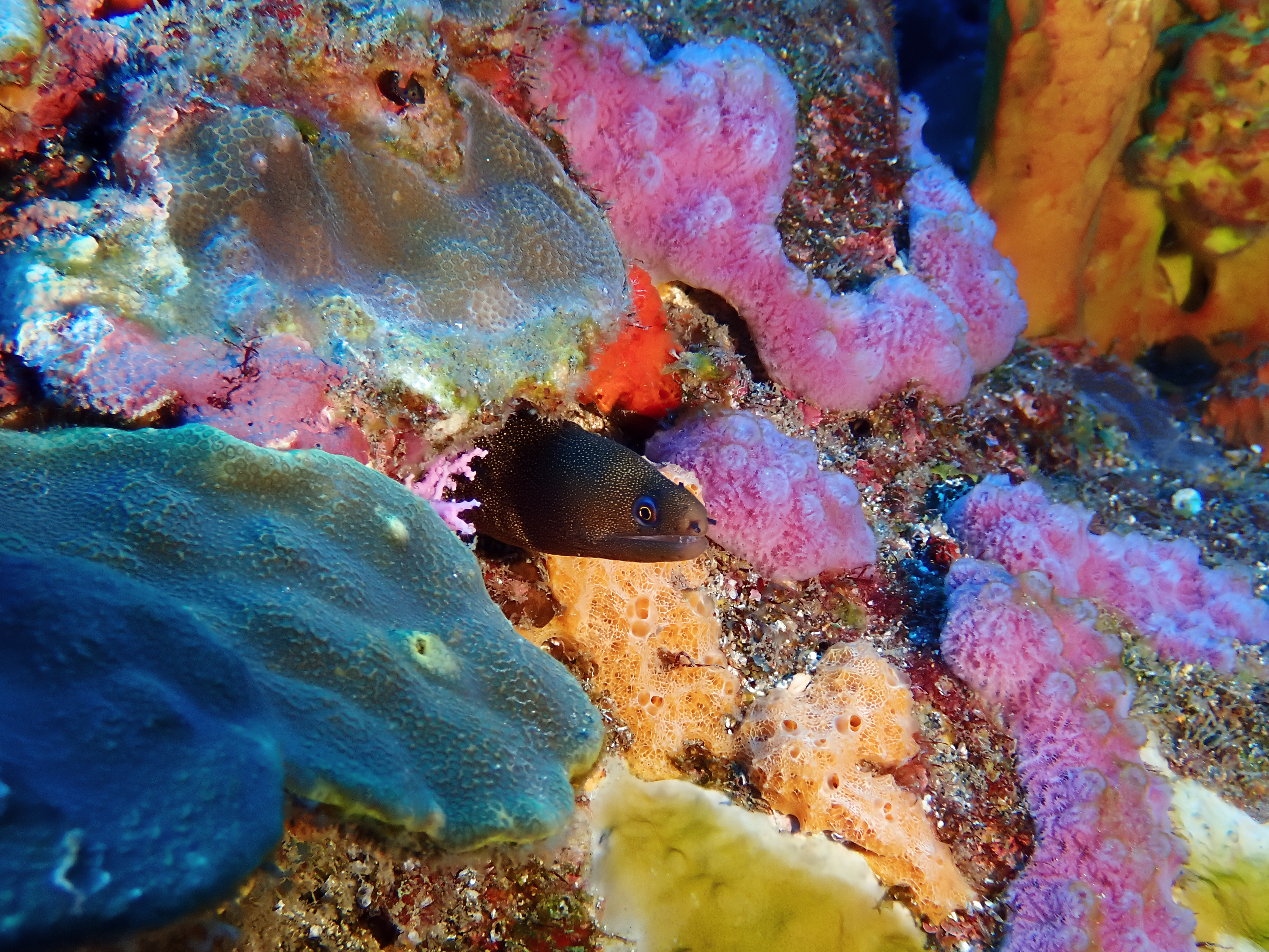 https://res.cloudinary.com/dt3d6t2ay/image/upload/v1681652006/obsidian/Martinique%20Fev%202023/Anguilliformes/P2280458_b5efql.jpg