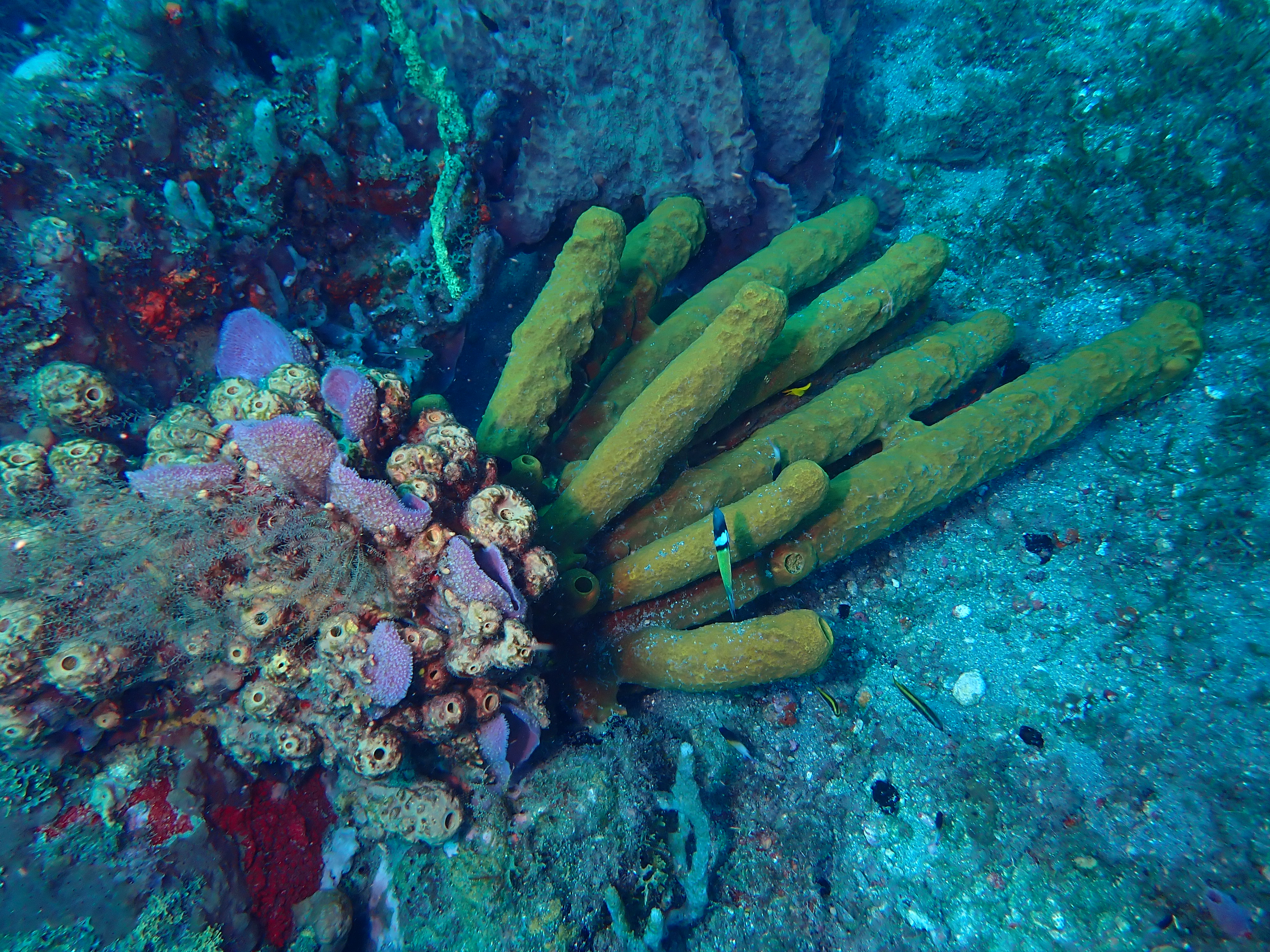 https://res.cloudinary.com/dt3d6t2ay/image/upload/v1681652006/obsidian/Martinique%20Fev%202023/Porifera/P2260295_fgztgu.jpg