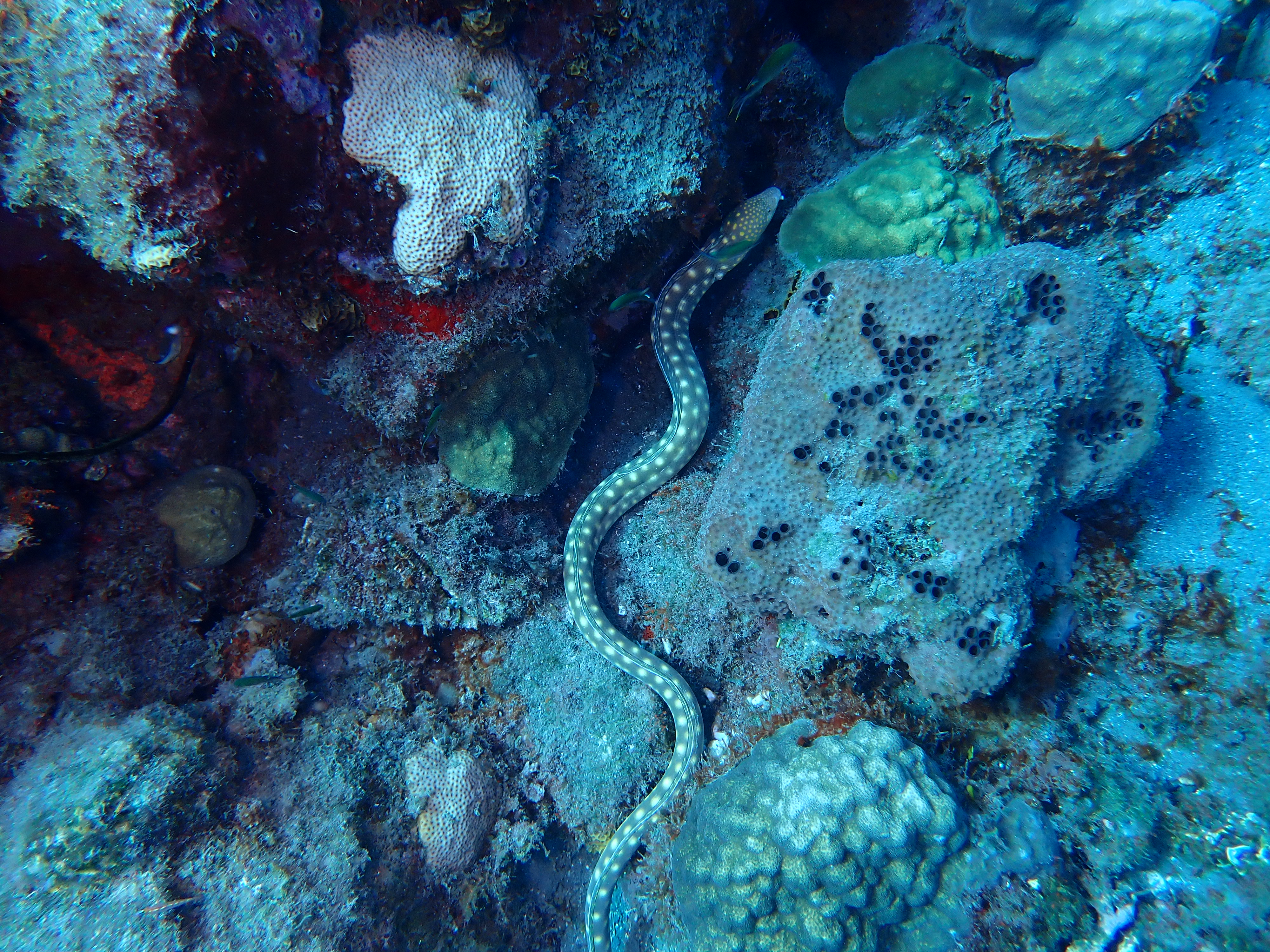 https://res.cloudinary.com/dt3d6t2ay/image/upload/v1681652007/obsidian/Martinique%20Fev%202023/Anguilliformes/Anguille_serpent_a%CC%80_ta%CC%82che_dore%CC%81e_-_golden_spotted_eel_a17j54.jpg