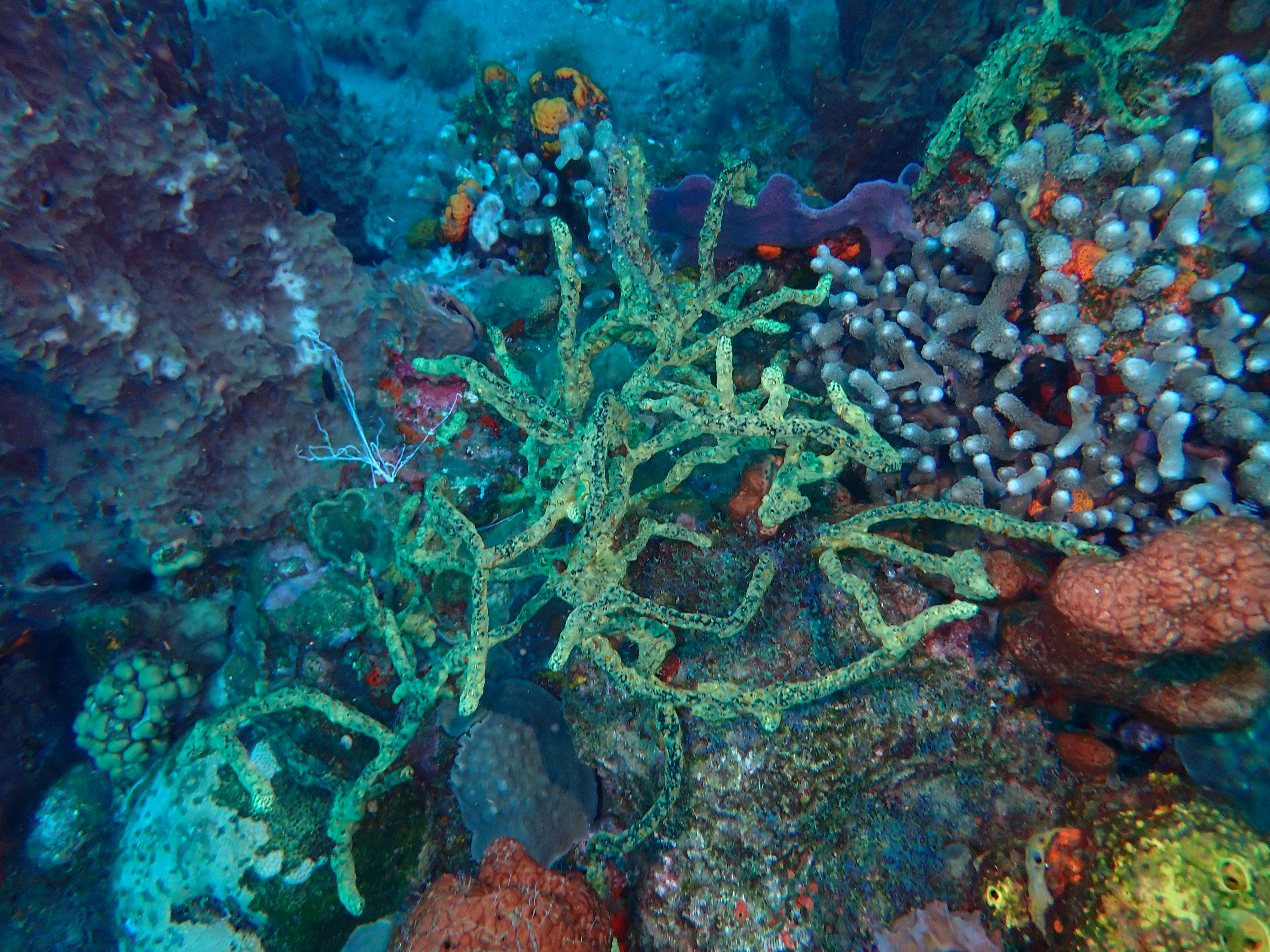 https://res.cloudinary.com/dt3d6t2ay/image/upload/v1681652007/obsidian/Martinique%20Fev%202023/Porifera/E%CC%81ponge_jaune_tubulaire_ddg7qx.jpg