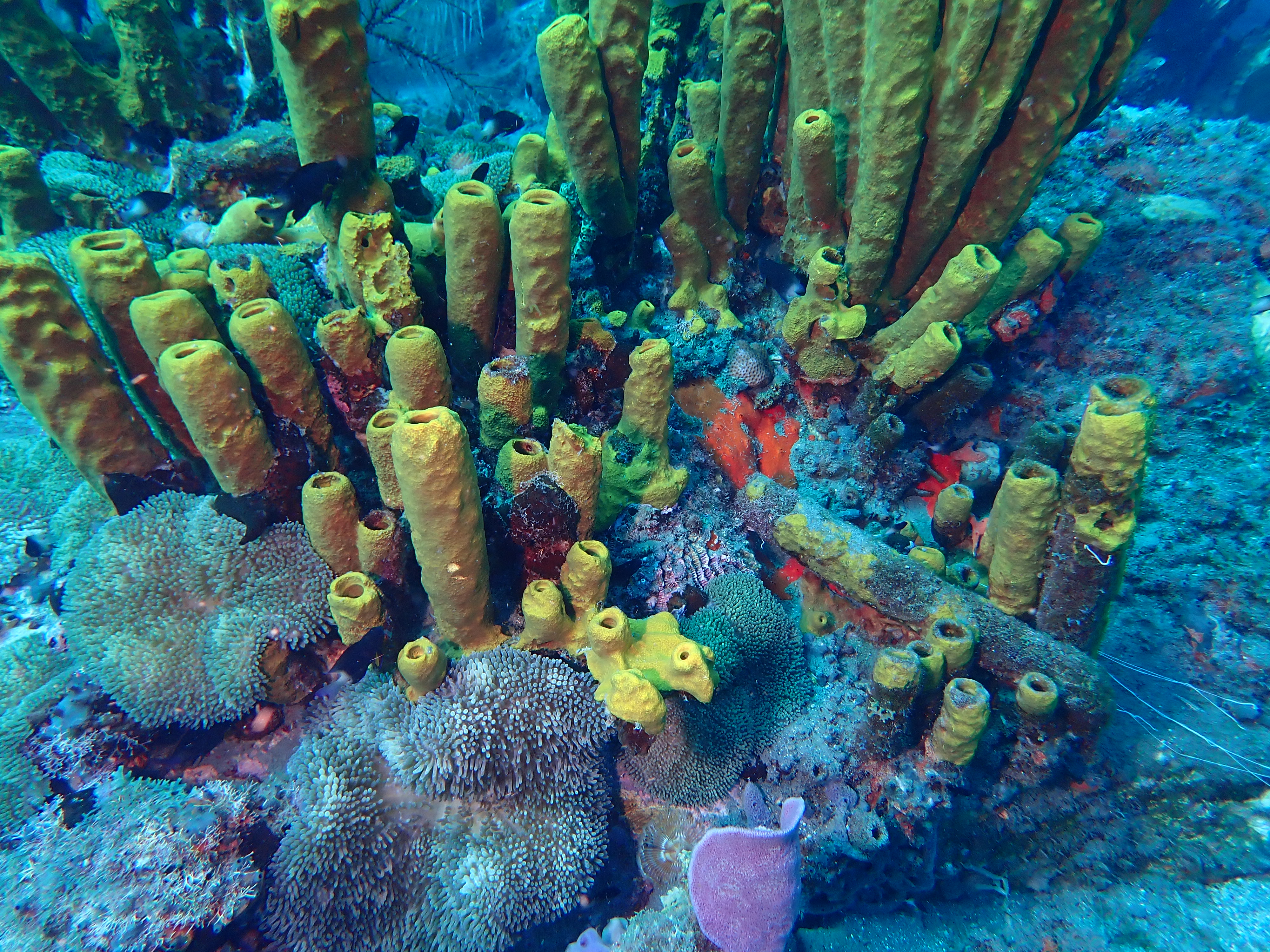 https://res.cloudinary.com/dt3d6t2ay/image/upload/v1681652007/obsidian/Martinique%20Fev%202023/Porifera/E%CC%81ponge_tubulaire_jaune_ip5rmg.jpg