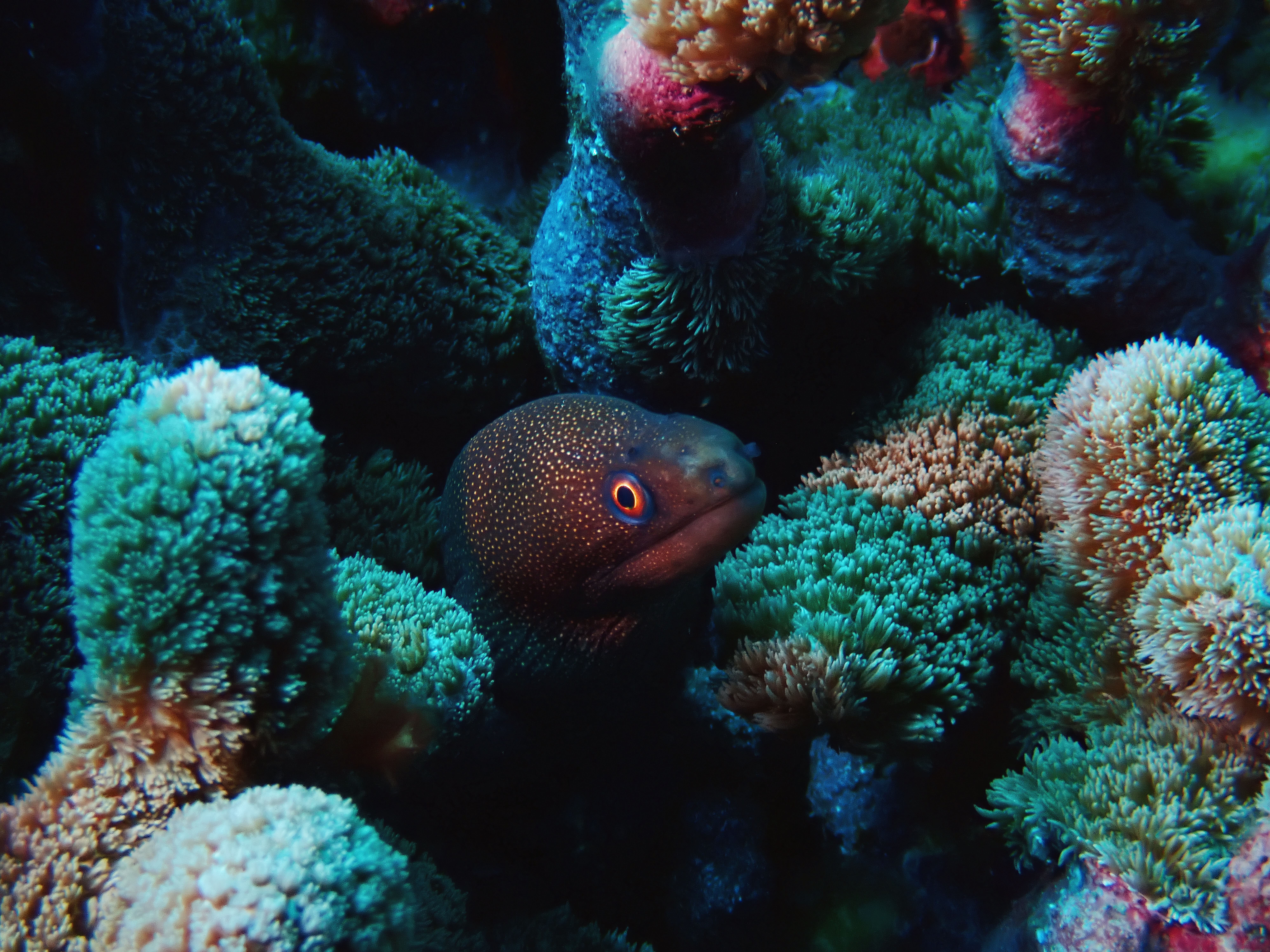 https://res.cloudinary.com/dt3d6t2ay/image/upload/v1681652008/obsidian/Martinique%20Fev%202023/Anguilliformes/Mure%CC%80ne_porcelaine_t2mdmq.jpg