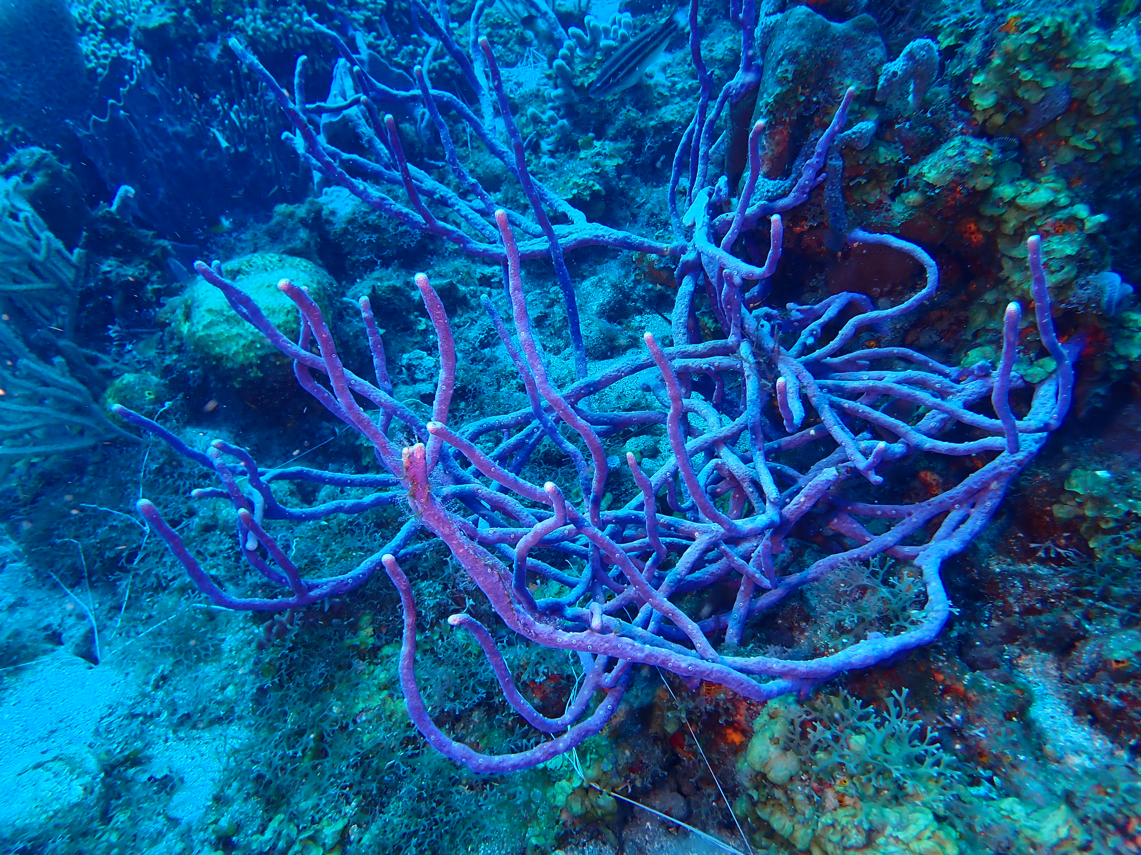 https://res.cloudinary.com/dt3d6t2ay/image/upload/v1681652008/obsidian/Martinique%20Fev%202023/Porifera/E%CC%81ponge_tubulaire_violette_go7wc4.jpg