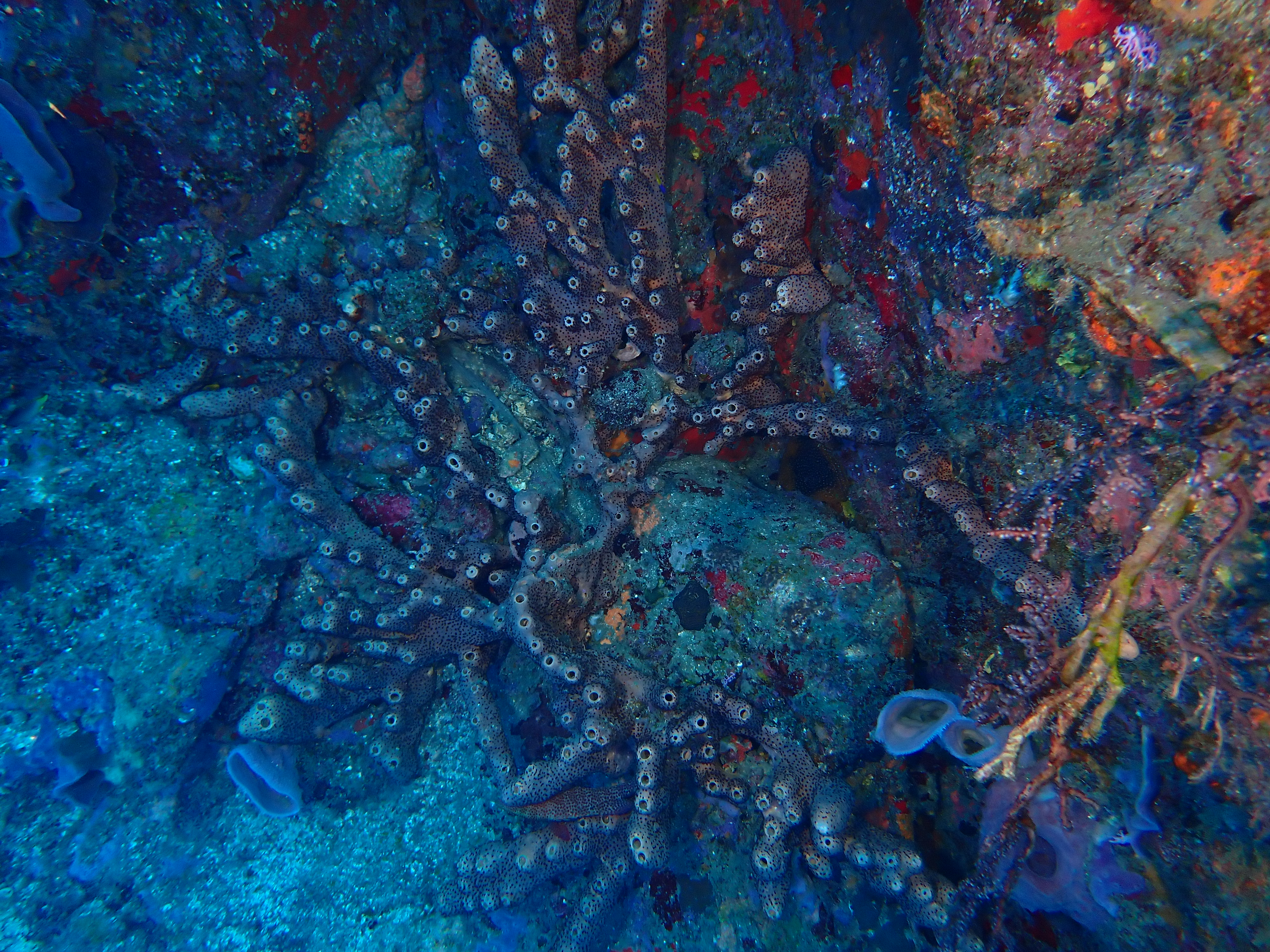 https://res.cloudinary.com/dt3d6t2ay/image/upload/v1681652008/obsidian/Martinique%20Fev%202023/Porifera/P2280463_y9mgoe.jpg