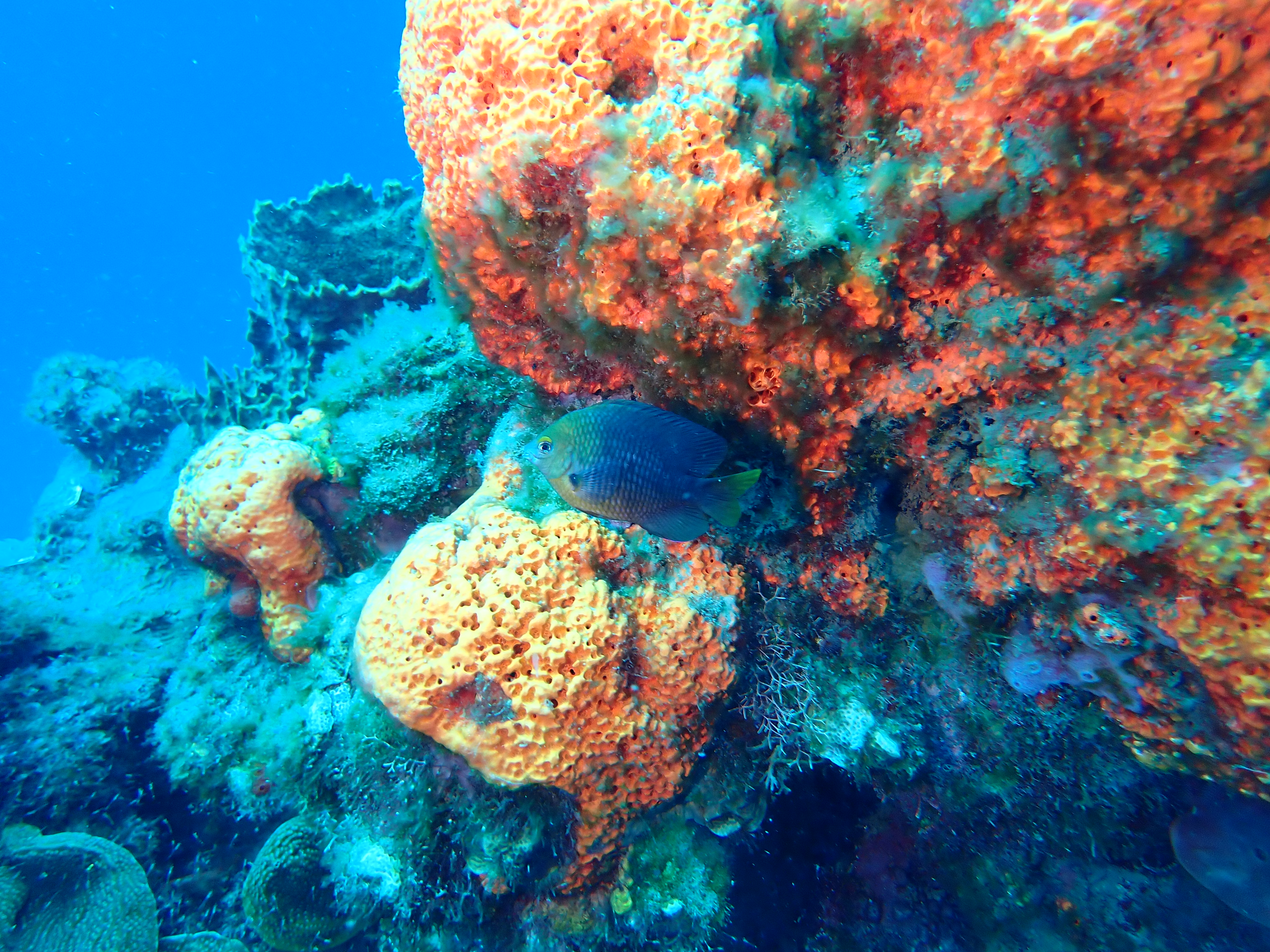 https://res.cloudinary.com/dt3d6t2ay/image/upload/v1681652009/obsidian/Martinique%20Fev%202023/Pomacentridae%20%28ladies%29/P3010492_rv3cao.jpg