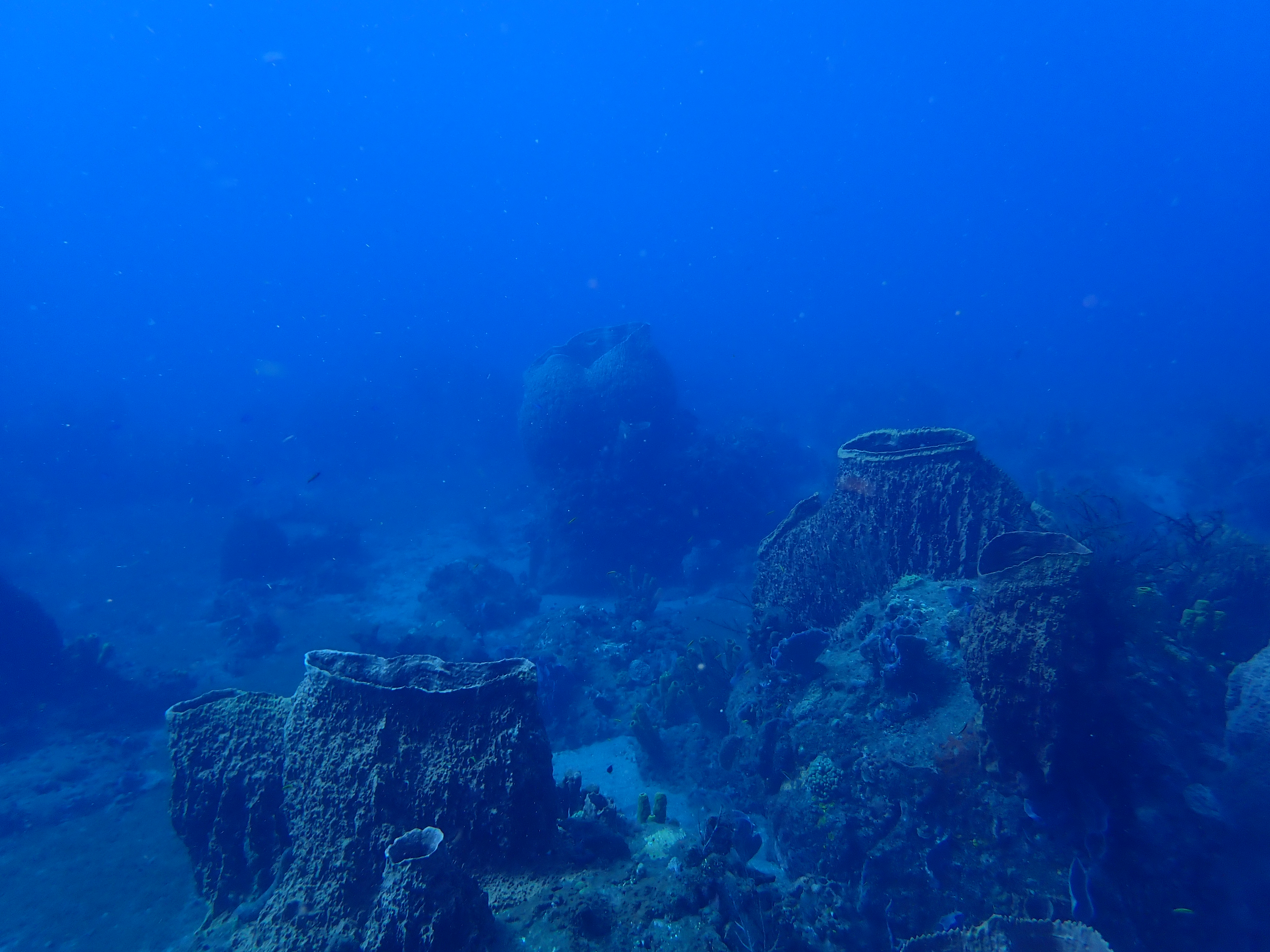 https://res.cloudinary.com/dt3d6t2ay/image/upload/v1681652009/obsidian/Martinique%20Fev%202023/Porifera/E%CC%81ponge_crate%CC%80re_fvmenj.jpg