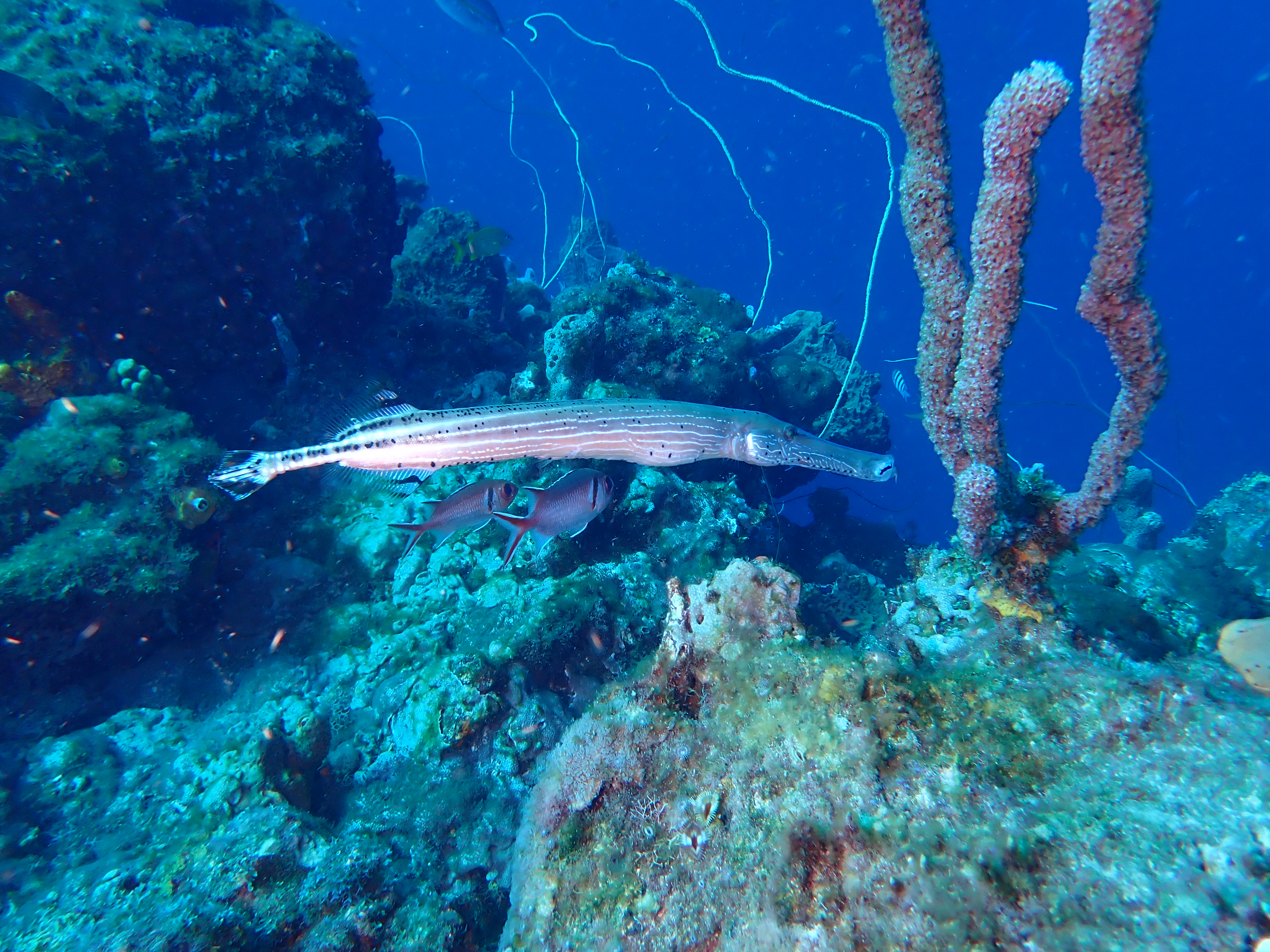 https://res.cloudinary.com/dt3d6t2ay/image/upload/v1681652010/obsidian/Martinique%20Fev%202023/Sygnathiformae/P2260288_av4cbc.jpg