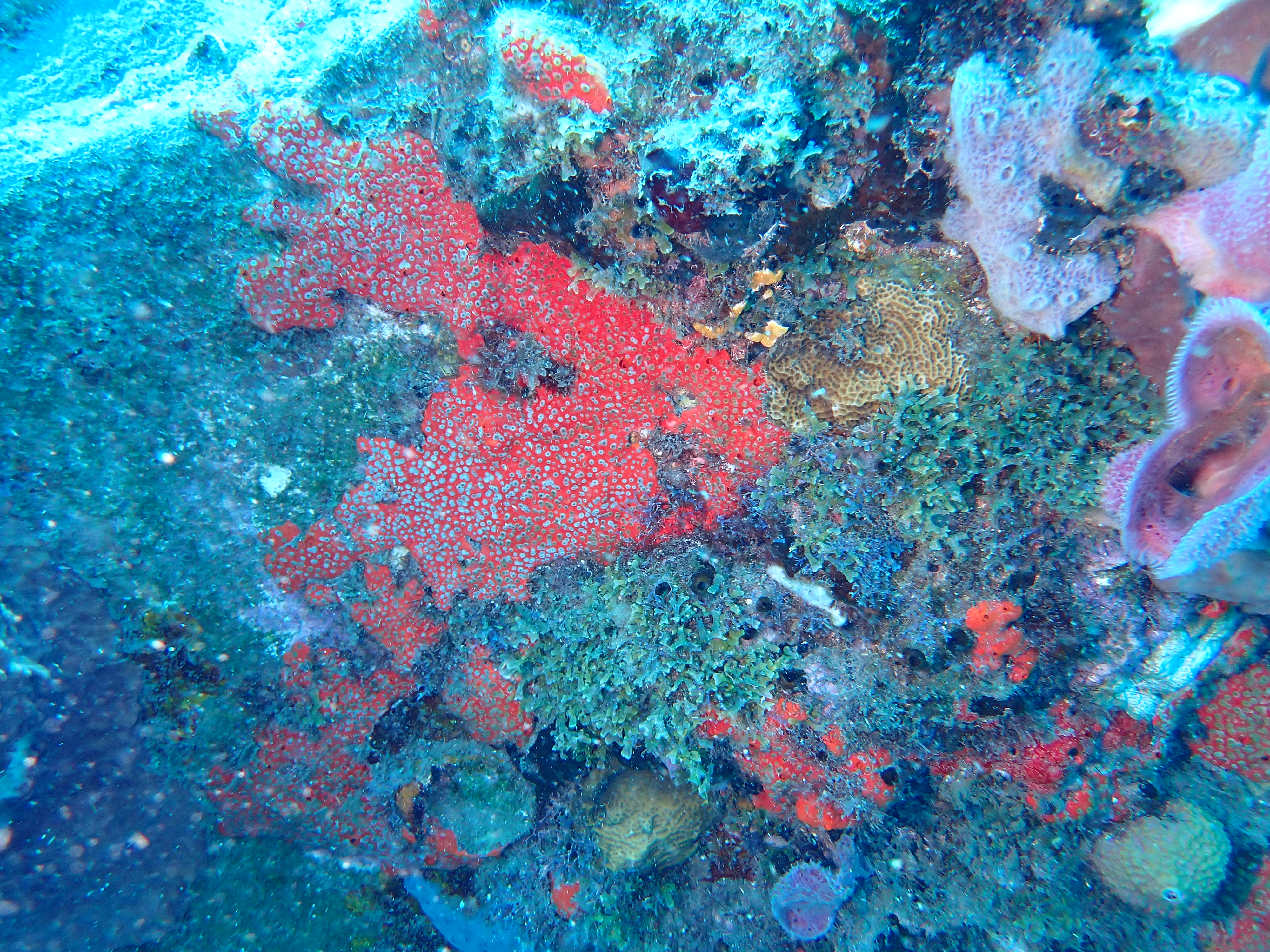 https://res.cloudinary.com/dt3d6t2ay/image/upload/v1681652011/obsidian/Martinique%20Fev%202023/Porifera/E%CC%81ponge_perforante_rouge_kymzmy.jpg
