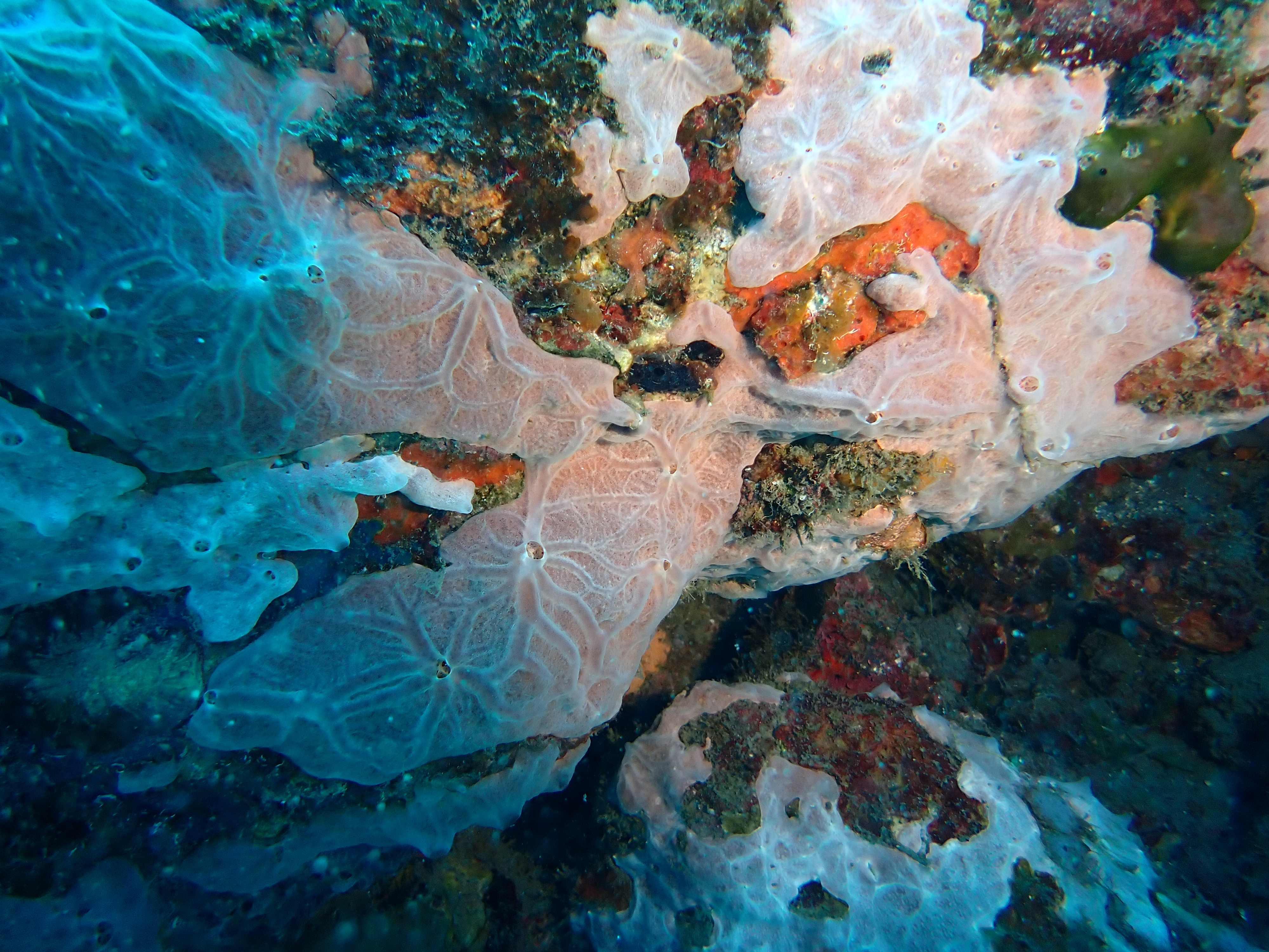 https://res.cloudinary.com/dt3d6t2ay/image/upload/v1681652011/obsidian/Martinique%20Fev%202023/Porifera/P2260235_fhllsm.jpg