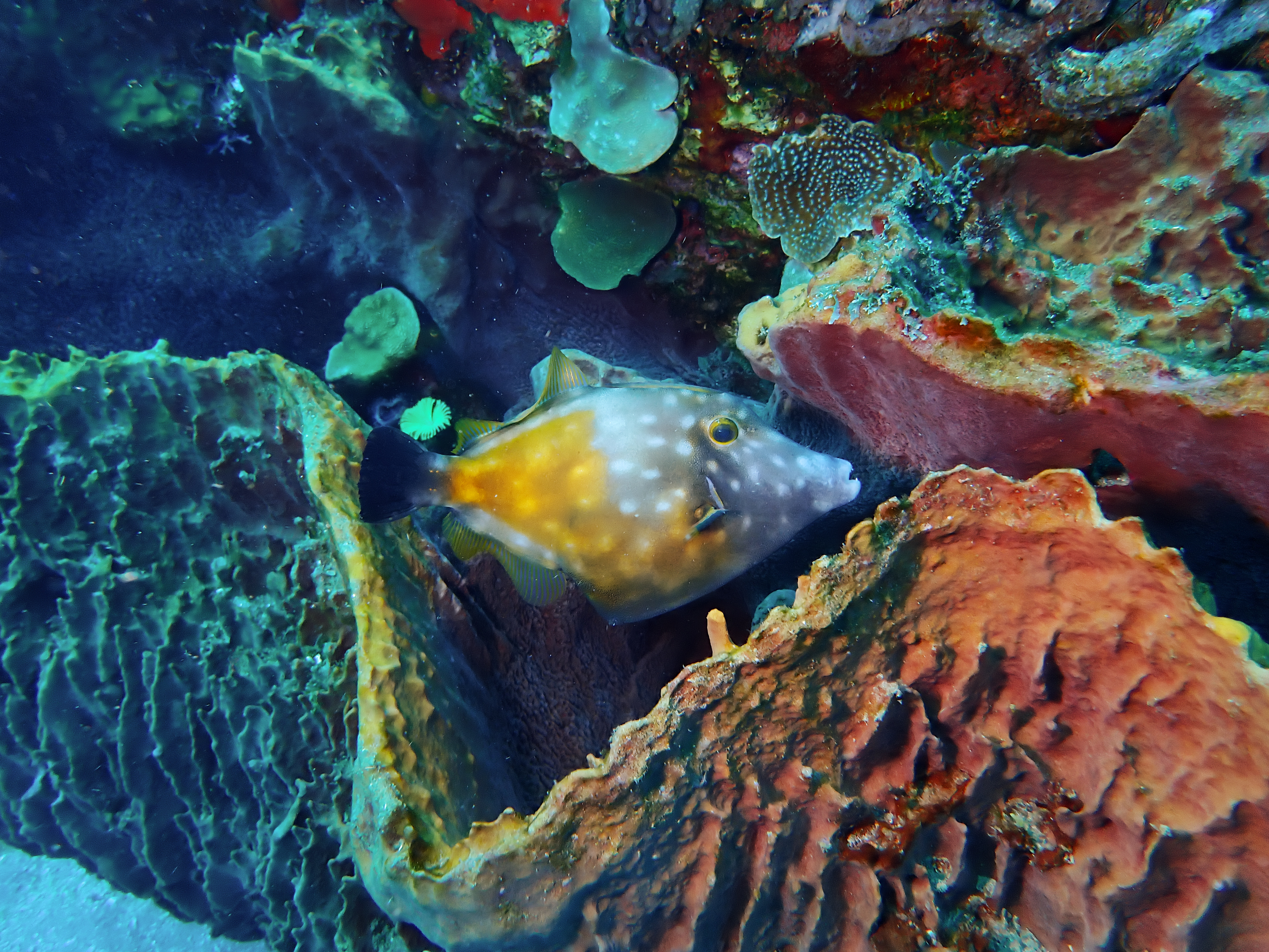 https://res.cloudinary.com/dt3d6t2ay/image/upload/v1681652012/obsidian/Martinique%20Fev%202023/Monacanthidae%20%28filefish%29/Vertebre%CC%81_Poisson_lime_a%CC%80_tache_blanche_jnfaet.jpg
