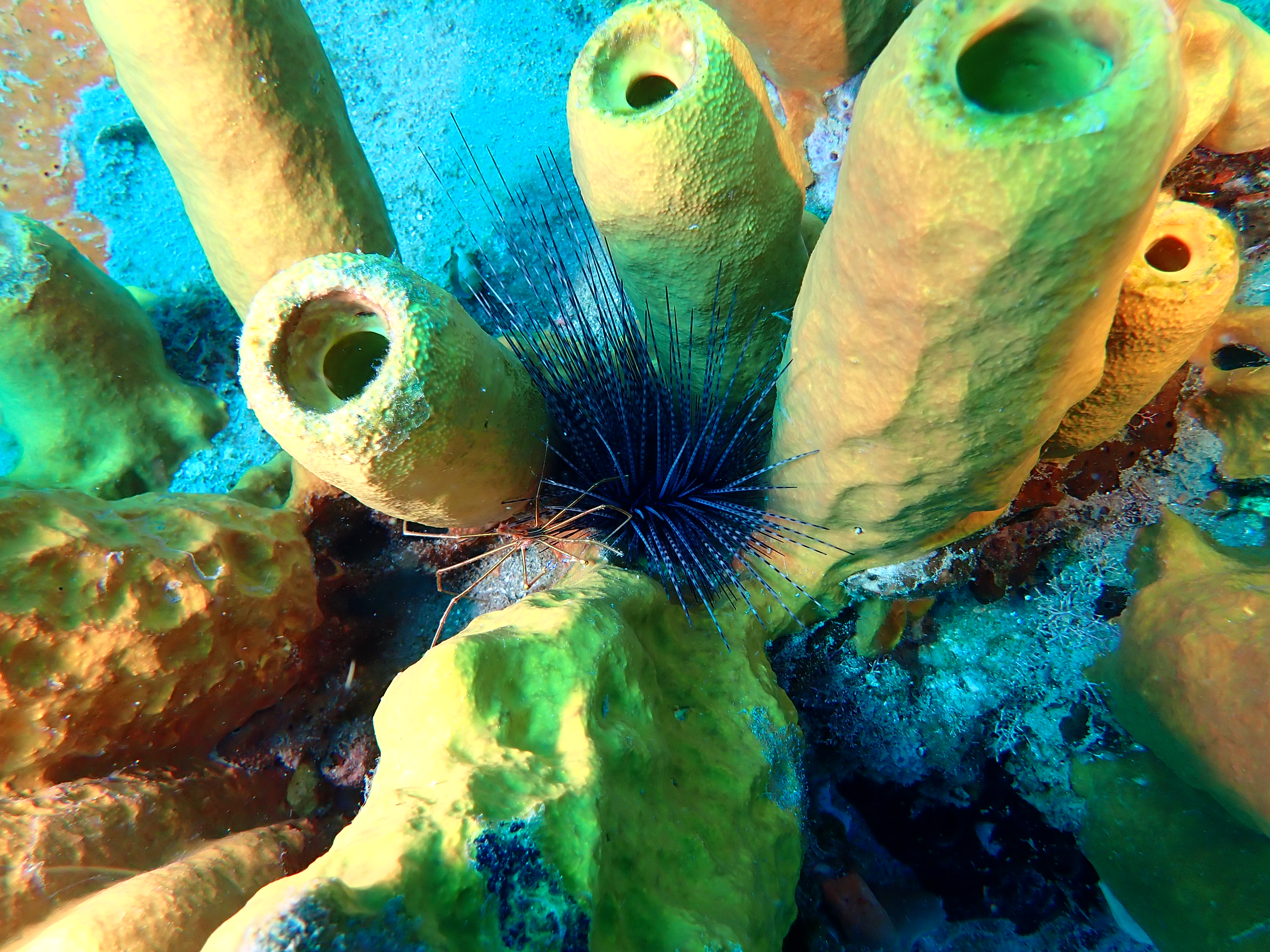 https://res.cloudinary.com/dt3d6t2ay/image/upload/v1681652012/obsidian/Martinique%20Fev%202023/Porifera/E%CC%81ponge_tubulaire_jaune_2_lluvcc.jpg
