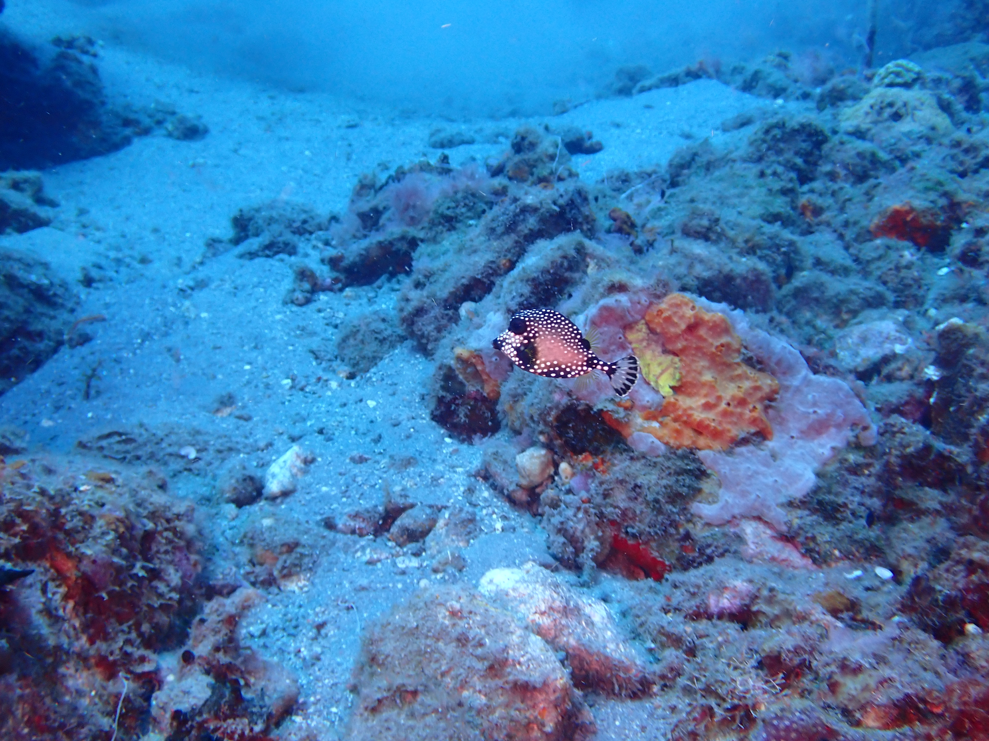 https://res.cloudinary.com/dt3d6t2ay/image/upload/v1681652013/obsidian/Martinique%20Fev%202023/Ostraciidae/Coffre_baguette_2_uczj00.jpg