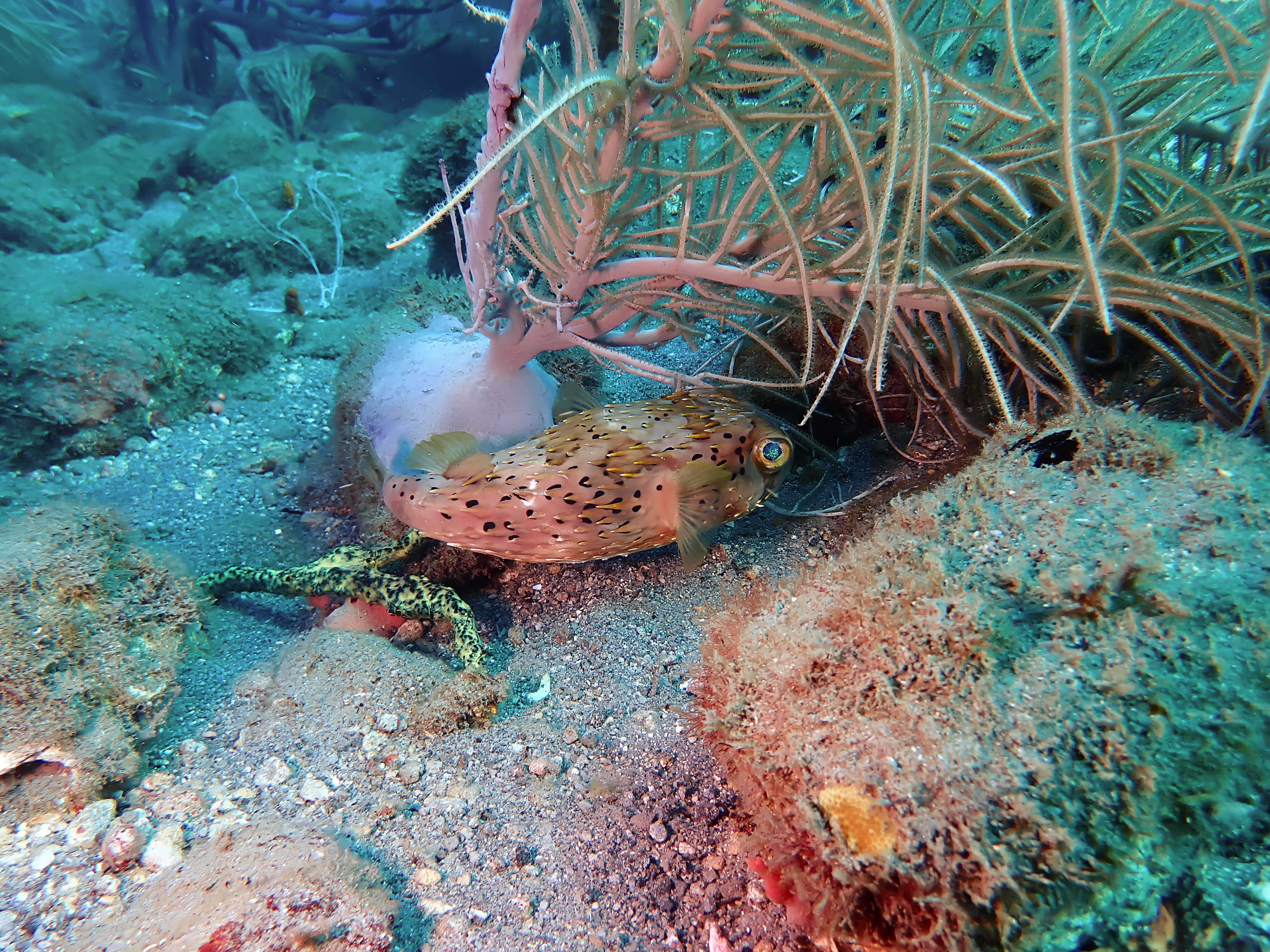 https://res.cloudinary.com/dt3d6t2ay/image/upload/v1681652013/obsidian/Martinique%20Fev%202023/T%C3%A9traodontidae/P2270437_brso3t.jpg