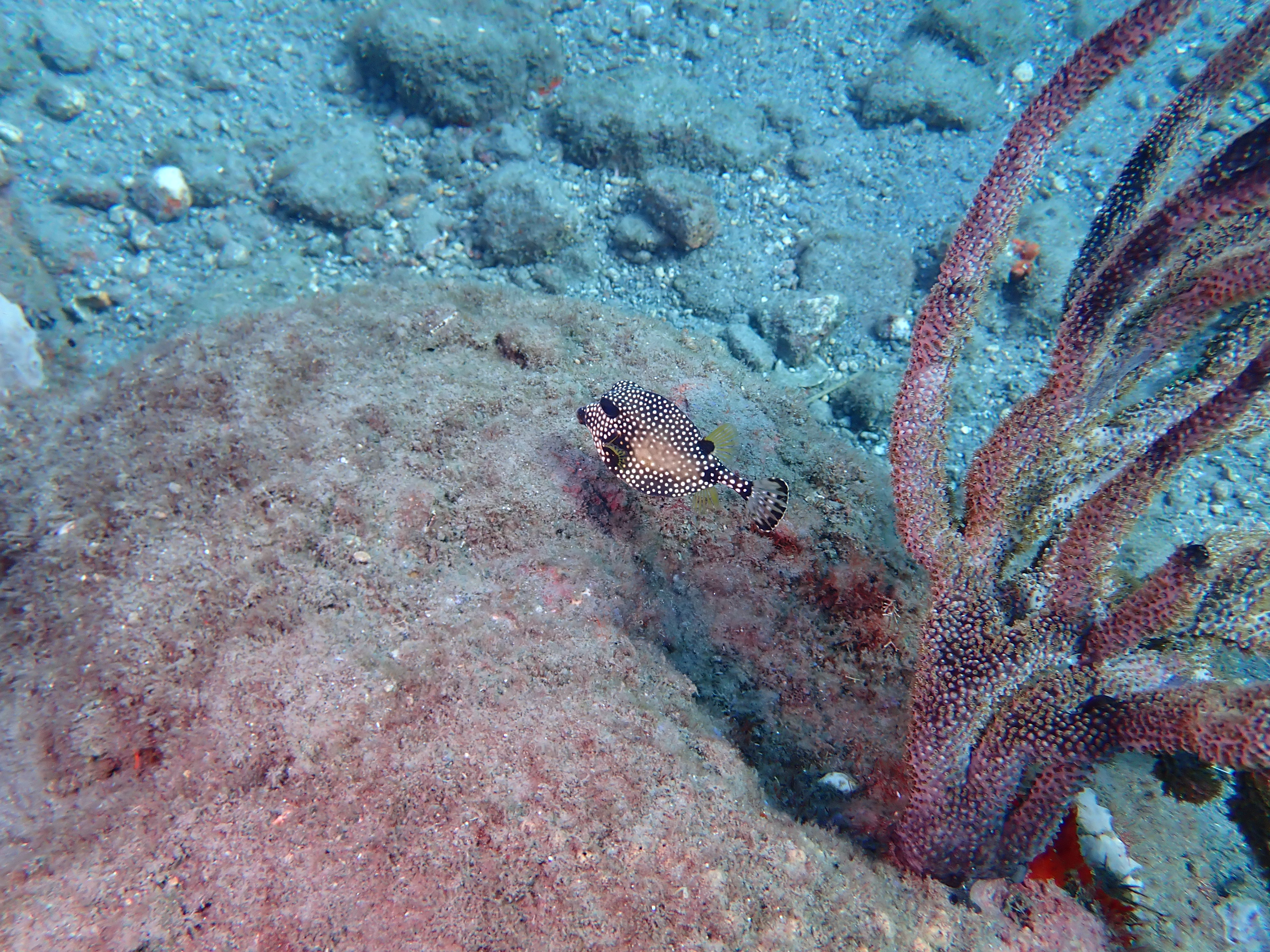 https://res.cloudinary.com/dt3d6t2ay/image/upload/v1681652014/obsidian/Martinique%20Fev%202023/Ostraciidae/Coffre_baguette_esmm3e.jpg