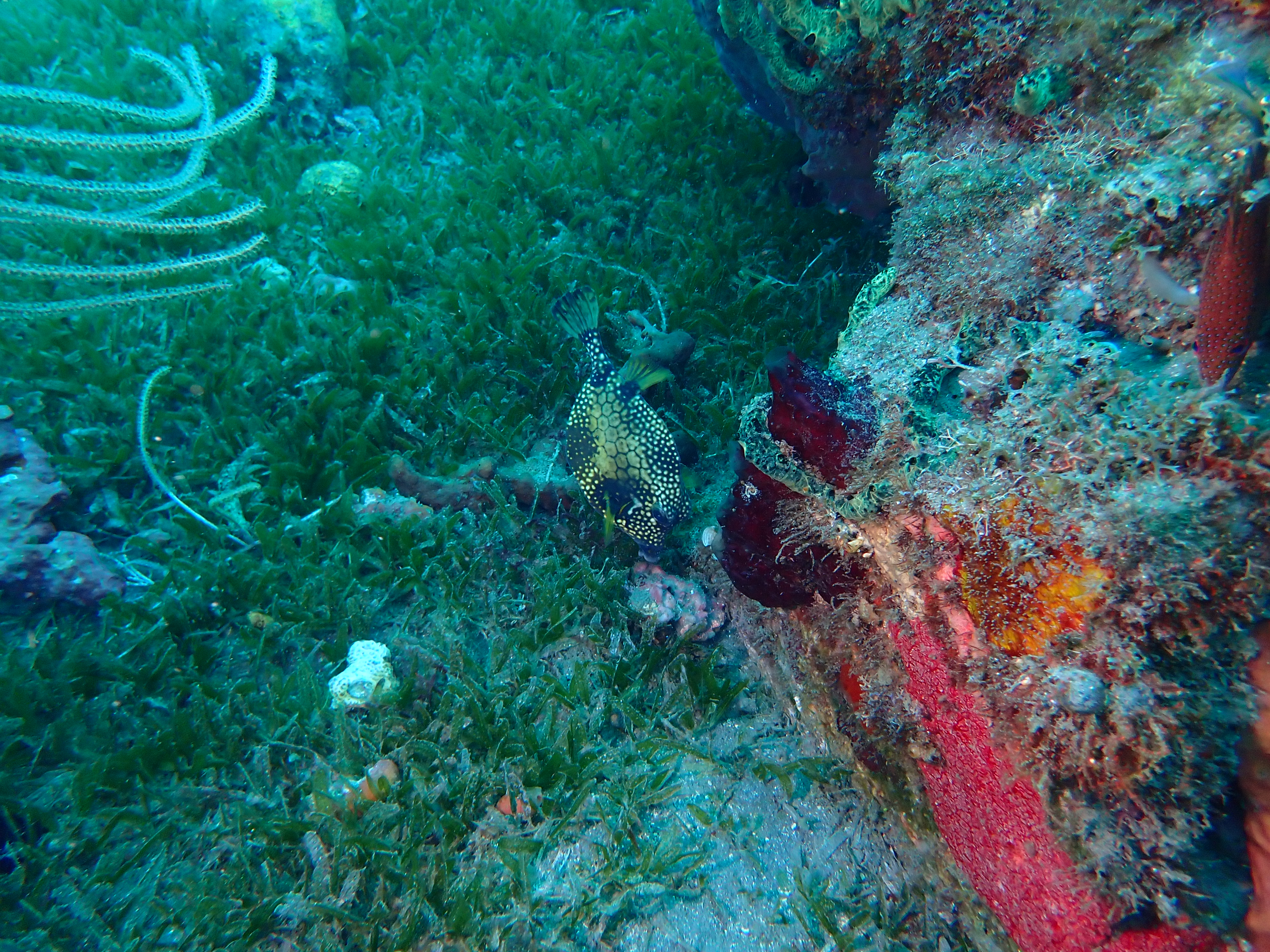 https://res.cloudinary.com/dt3d6t2ay/image/upload/v1681652015/obsidian/Martinique%20Fev%202023/Ostraciidae/Coffre_zinga_a0ef0h.jpg