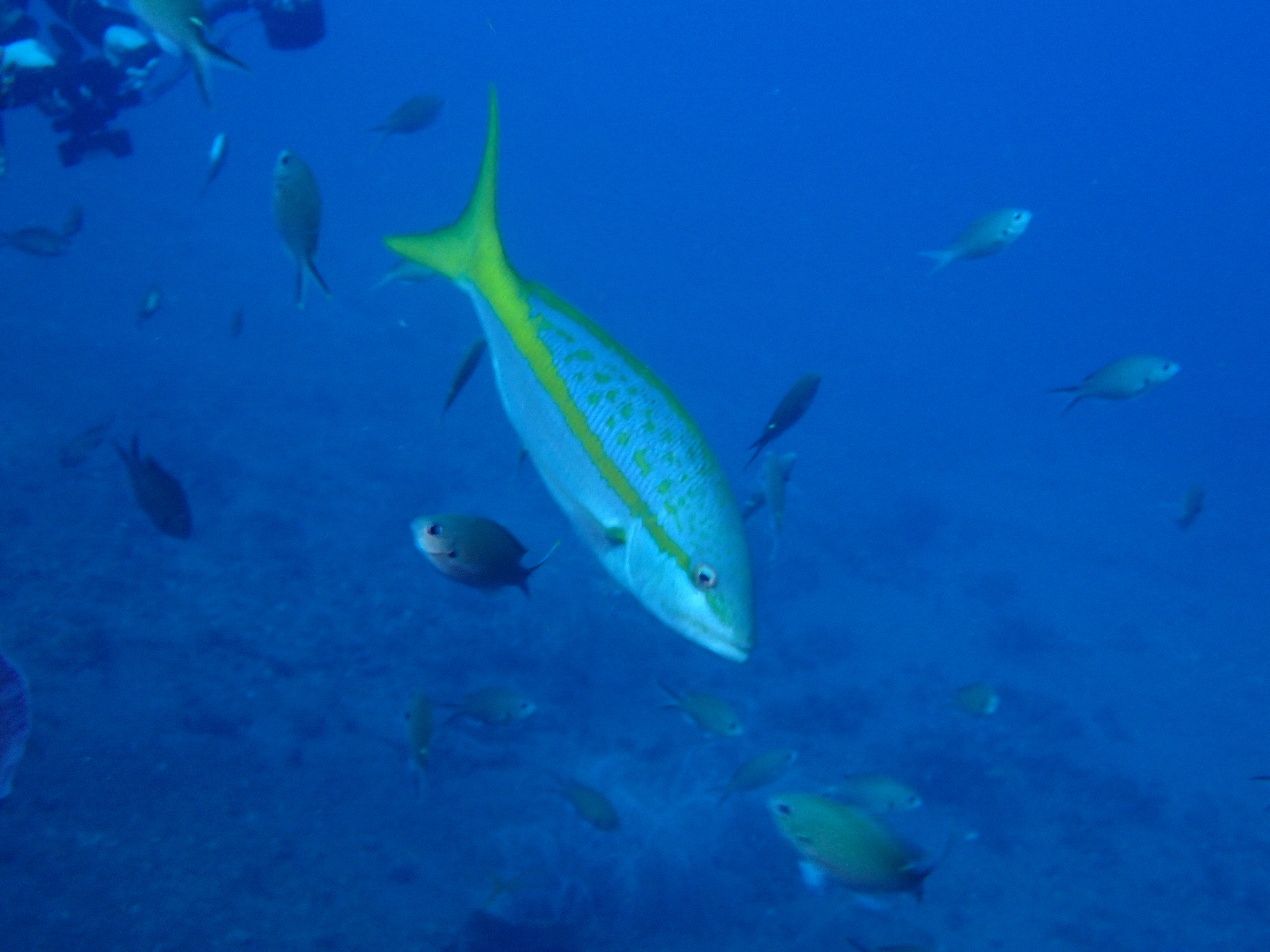 https://res.cloudinary.com/dt3d6t2ay/image/upload/v1681652015/obsidian/Martinique%20Fev%202023/Vertebrata%20incertae%20sedis/Vivaneau_a%CC%80_queue_jaune_uxndpi.jpg