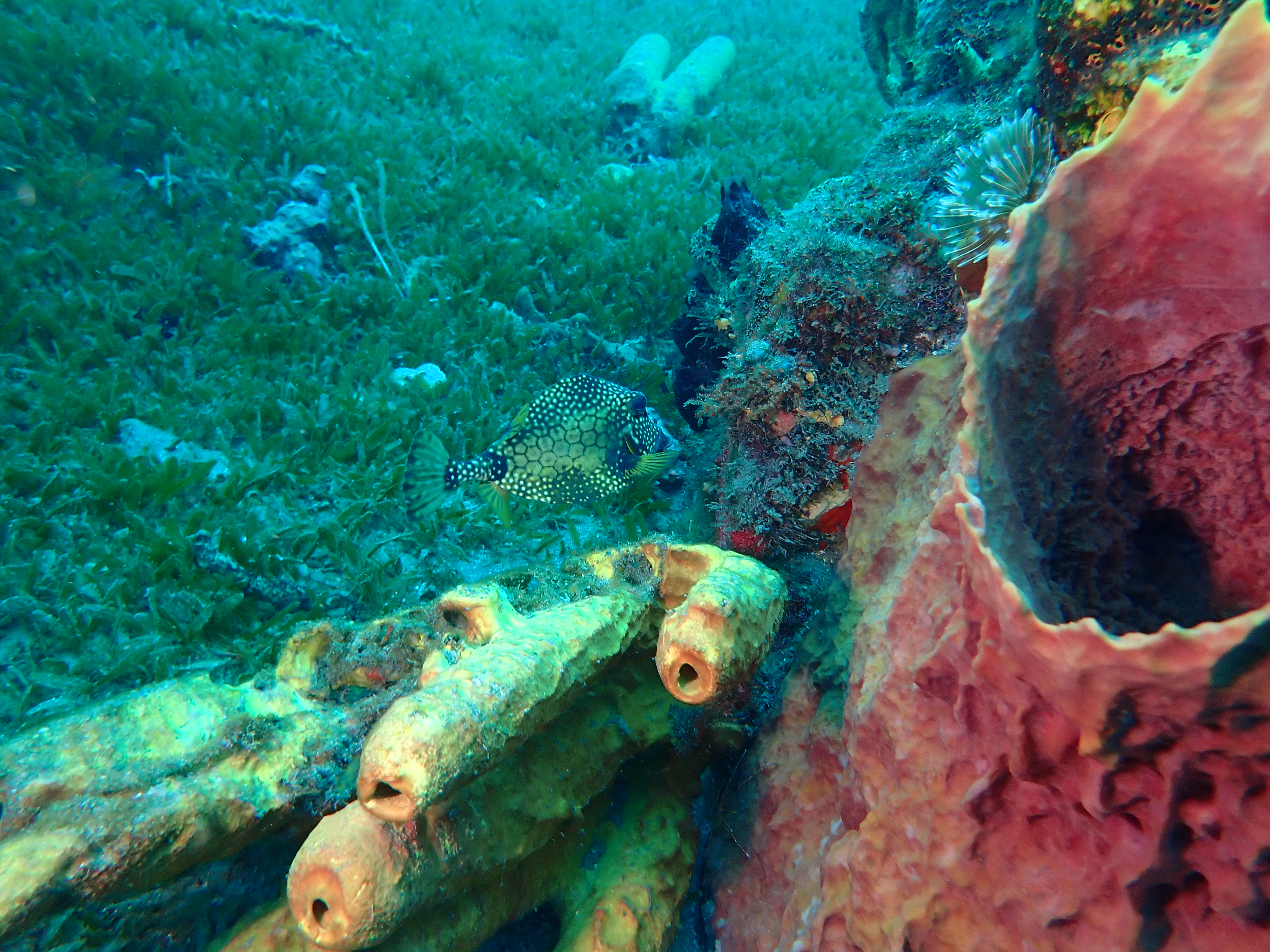 https://res.cloudinary.com/dt3d6t2ay/image/upload/v1681652016/obsidian/Martinique%20Fev%202023/Ostraciidae/Coffre_zinga_2_yyu9bf.jpg