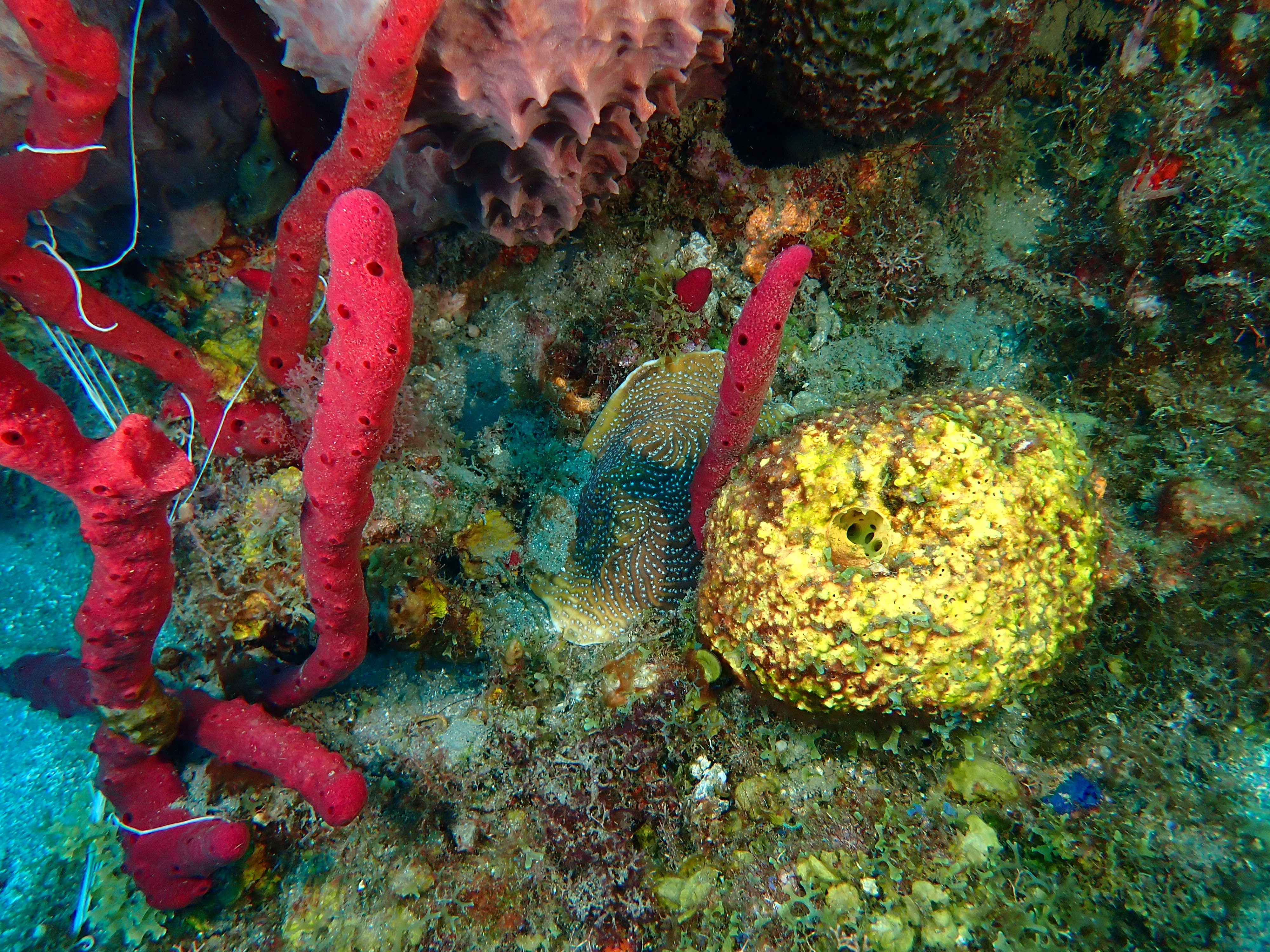 https://res.cloudinary.com/dt3d6t2ay/image/upload/v1681652017/obsidian/Martinique%20Fev%202023/Porifera/E%CC%81ponge_rouge_jaune_et_marron_v3vxvw.jpg