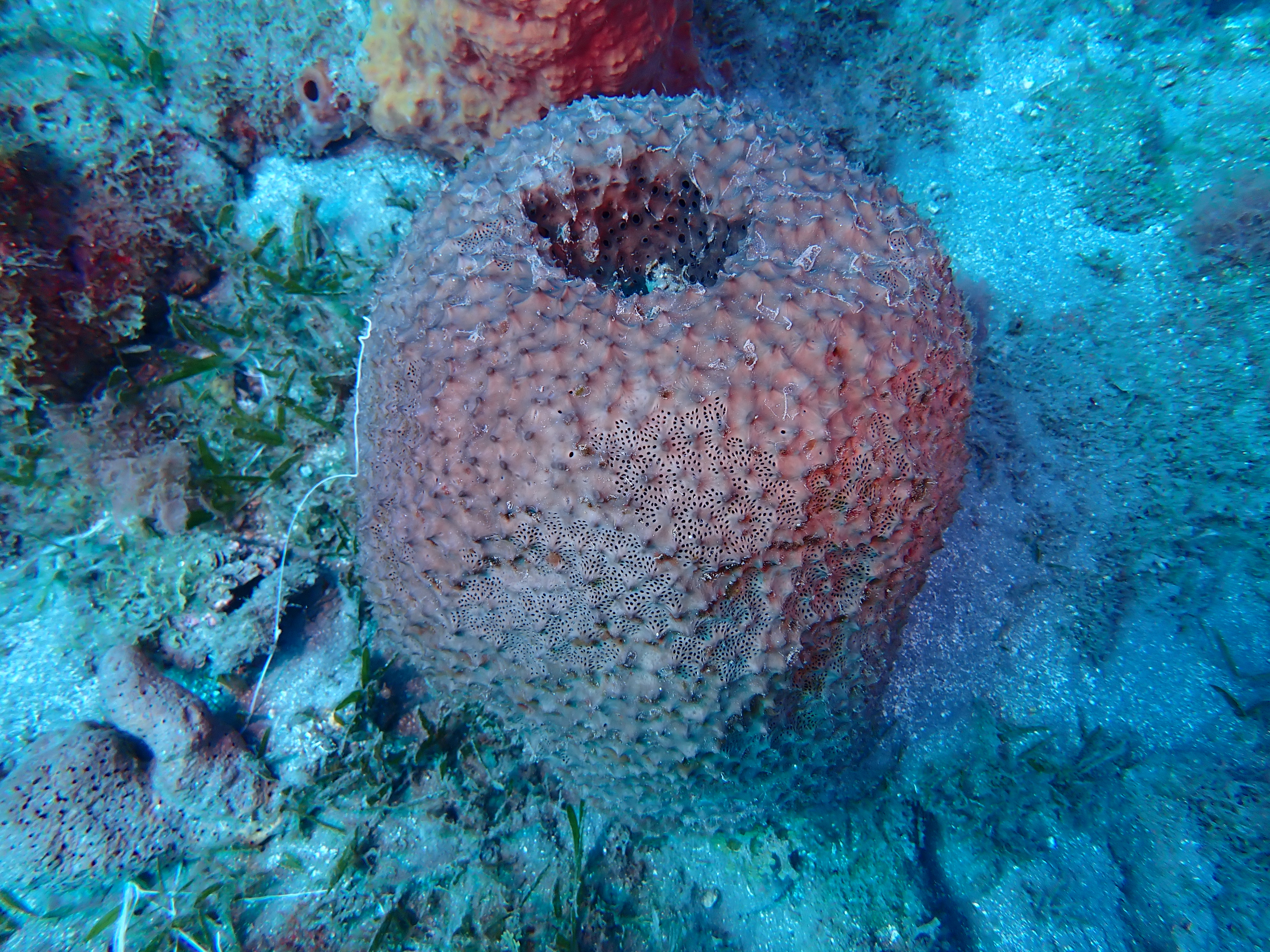 https://res.cloudinary.com/dt3d6t2ay/image/upload/v1681652017/obsidian/Martinique%20Fev%202023/Porifera/P3010500_aquup5.jpg