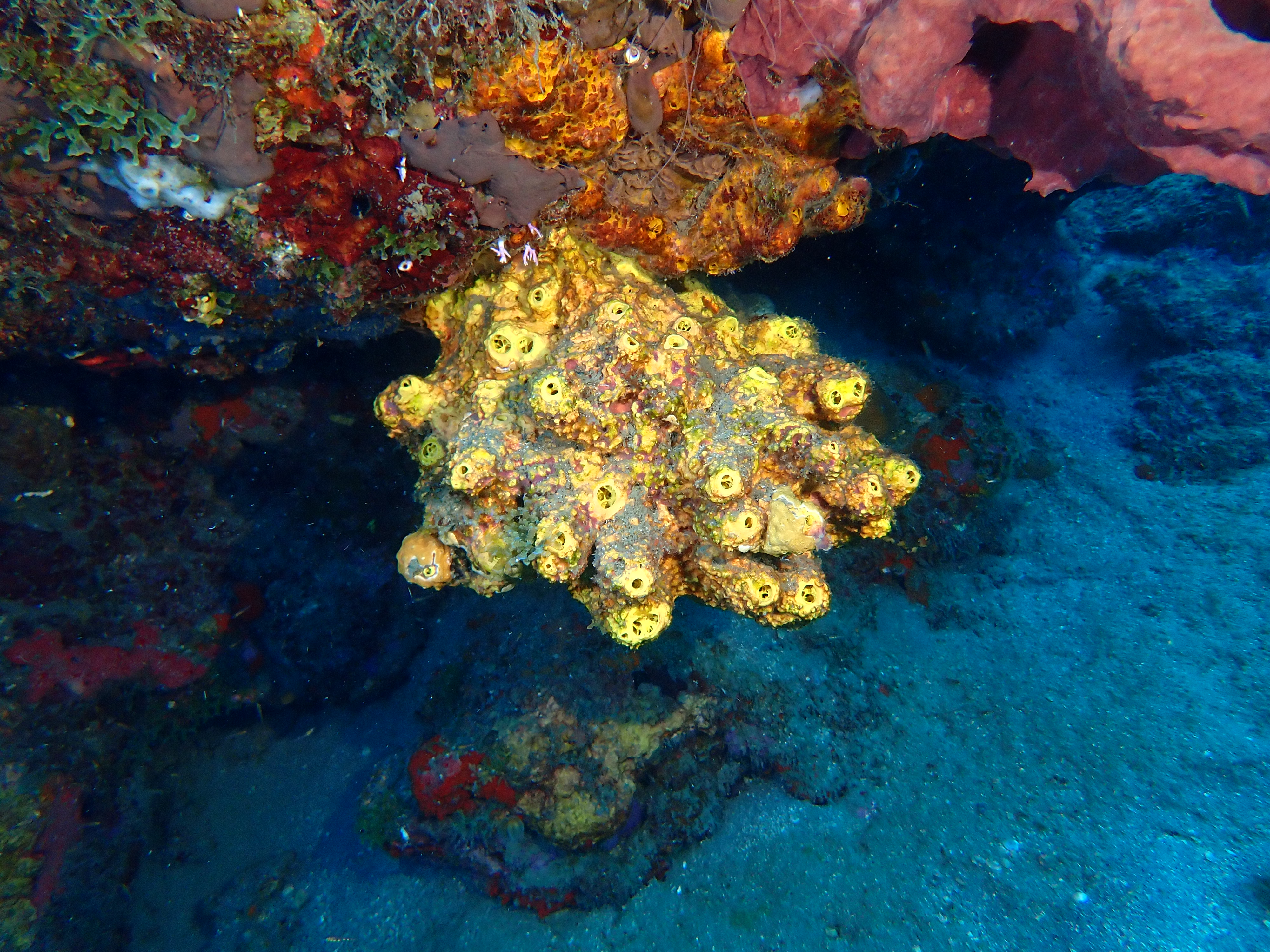 https://res.cloudinary.com/dt3d6t2ay/image/upload/v1681652018/obsidian/Martinique%20Fev%202023/Porifera/P2250159_tgfbei.jpg